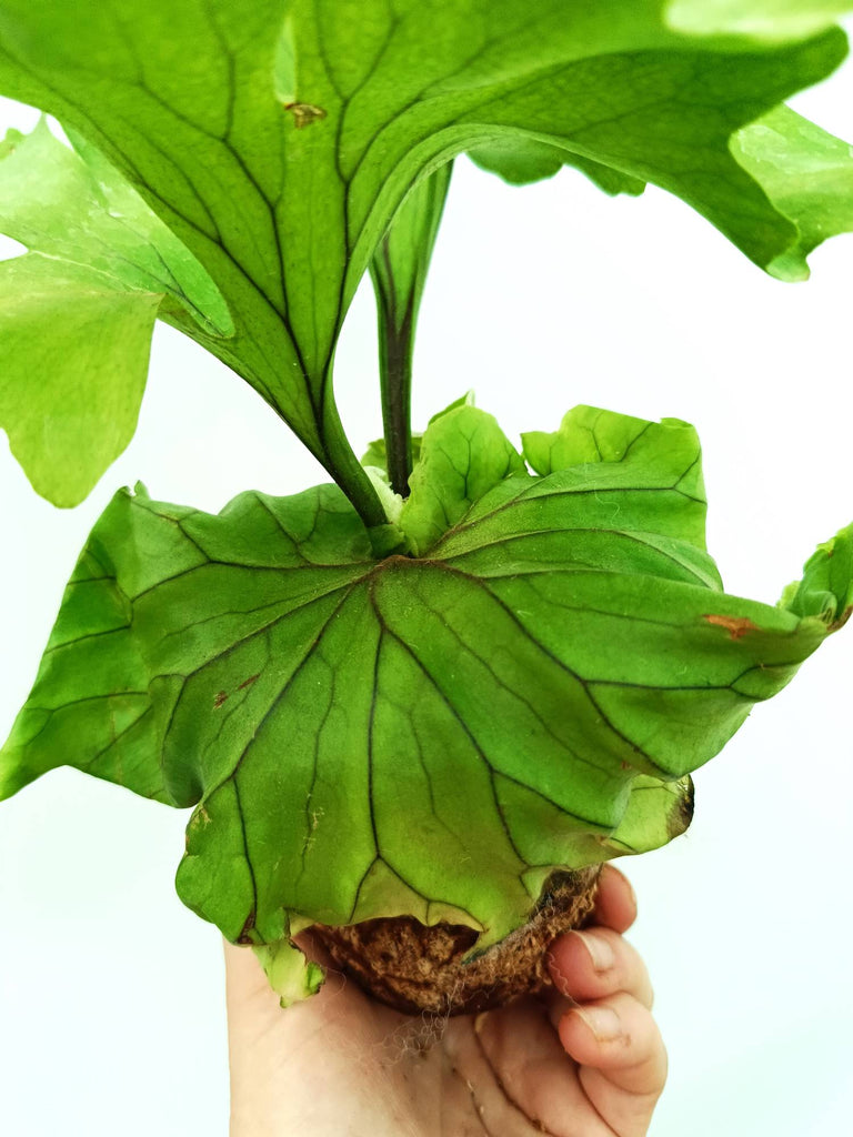 Platycerium ridleyi 'Monkey King'