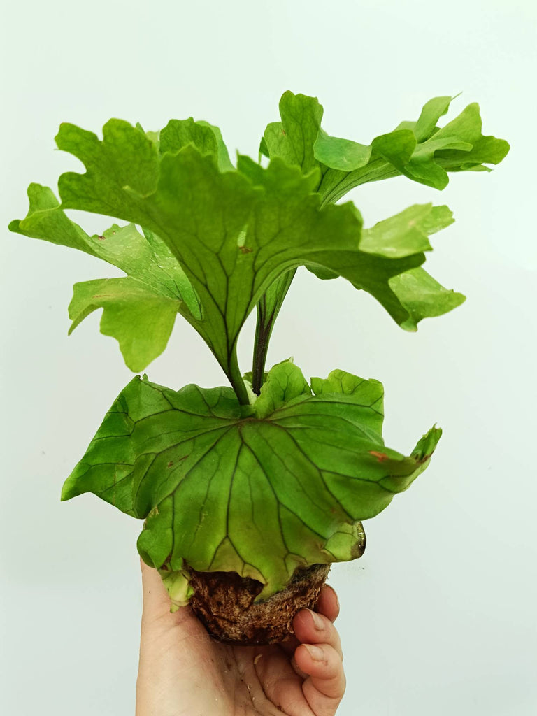 Platycerium ridleyi 'Monkey King'