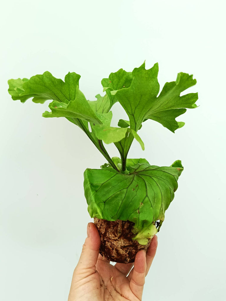 Platycerium ridleyi 'Monkey King'