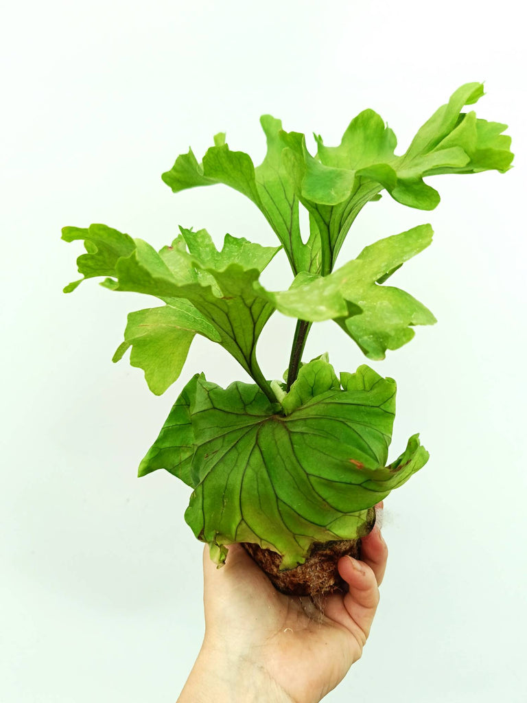 Platycerium ridleyi 'Monkey King'