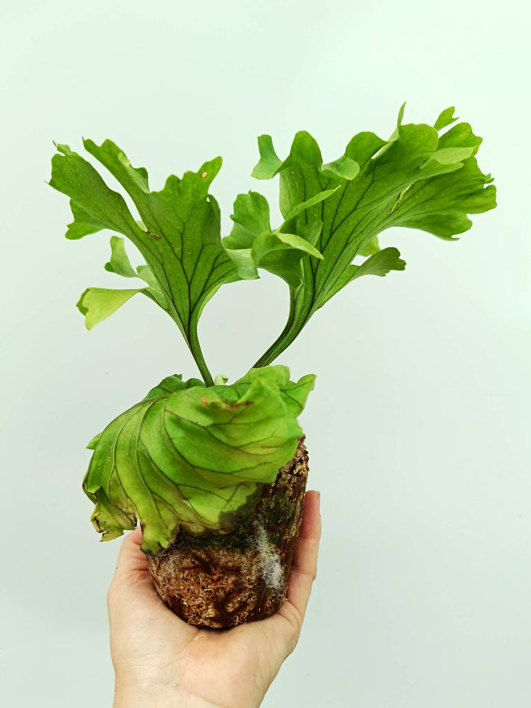 Platycerium ridleyi 'Monkey King'