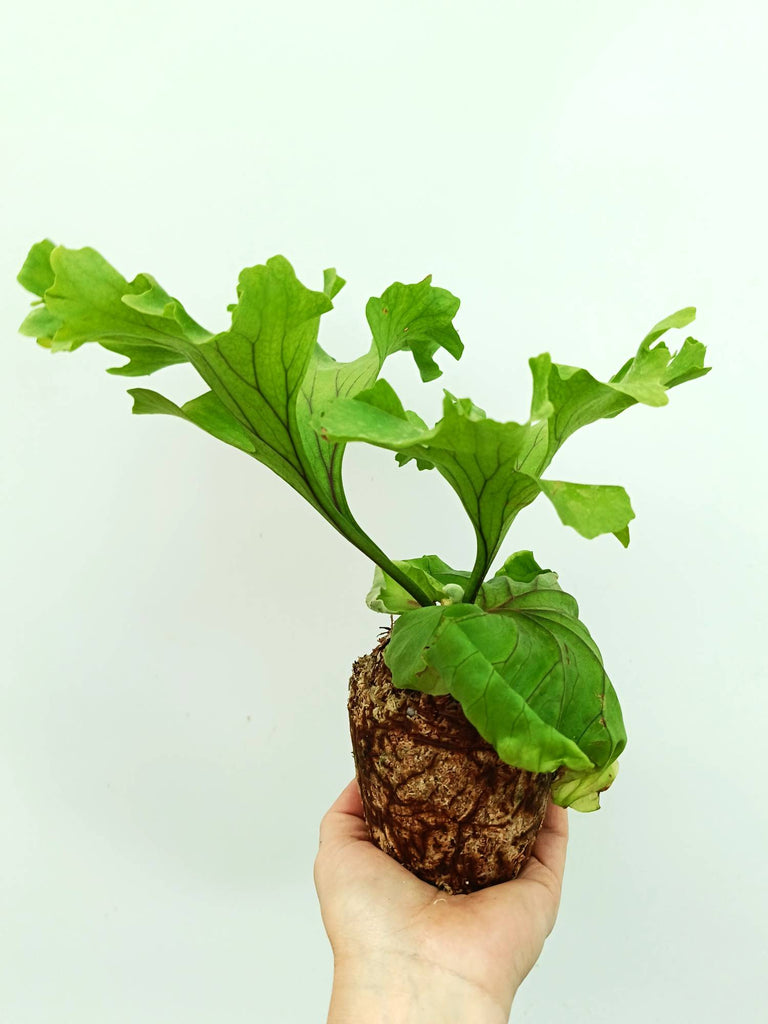 Platycerium ridleyi 'Monkey King'