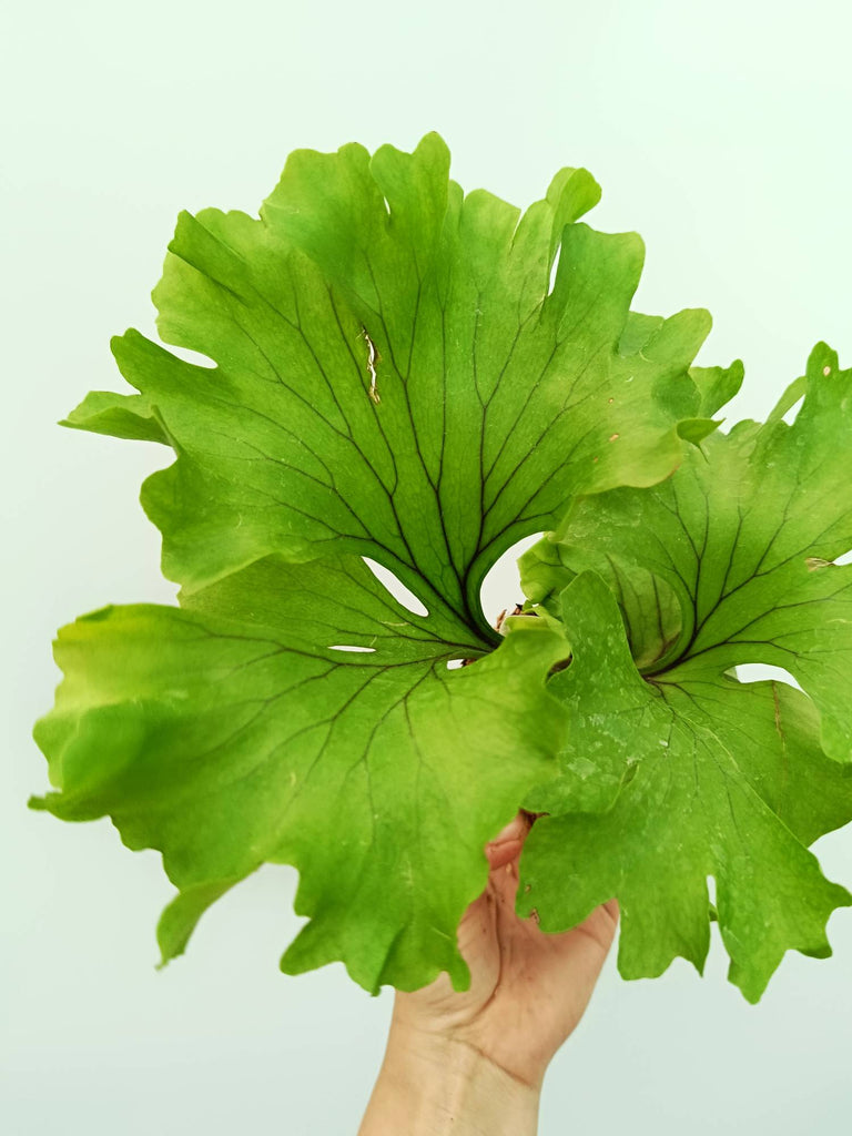 Platycerium ridleyi 'Monkey King'
