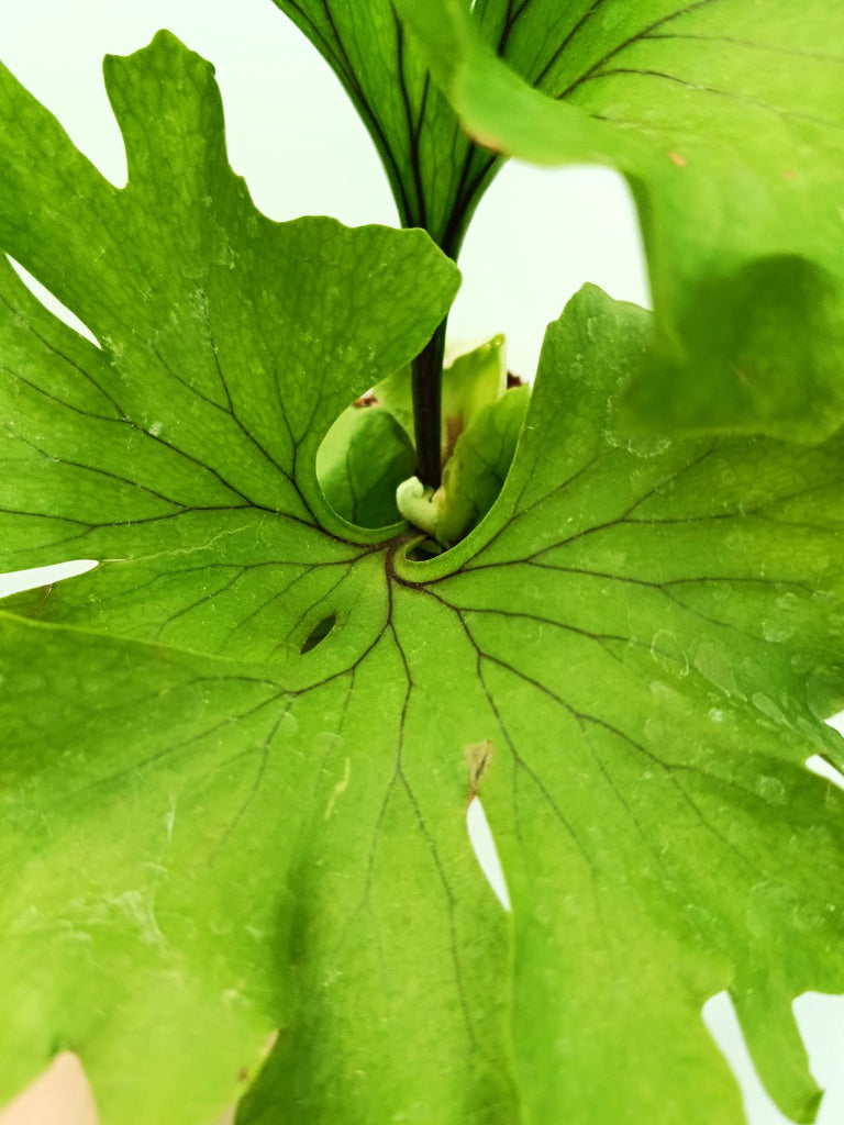 Platycerium ridleyi 'Monkey King'