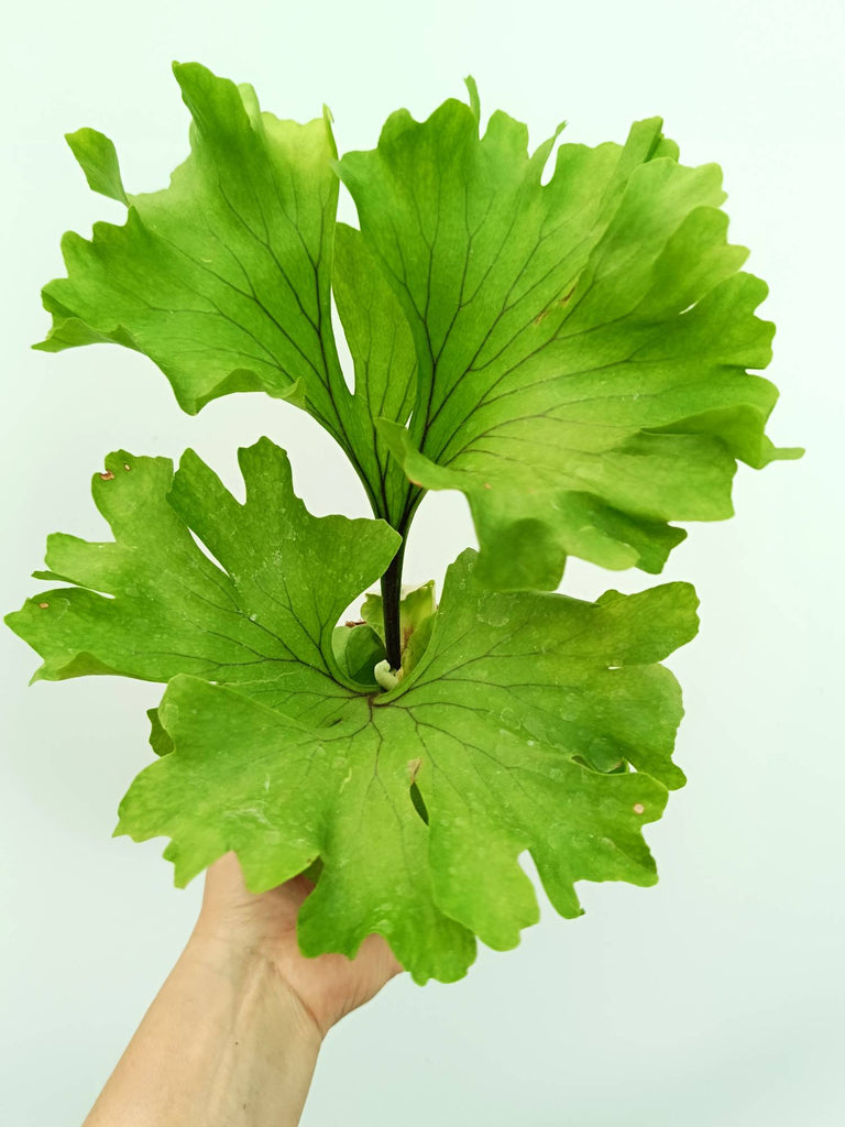 Platycerium ridleyi 'Monkey King'