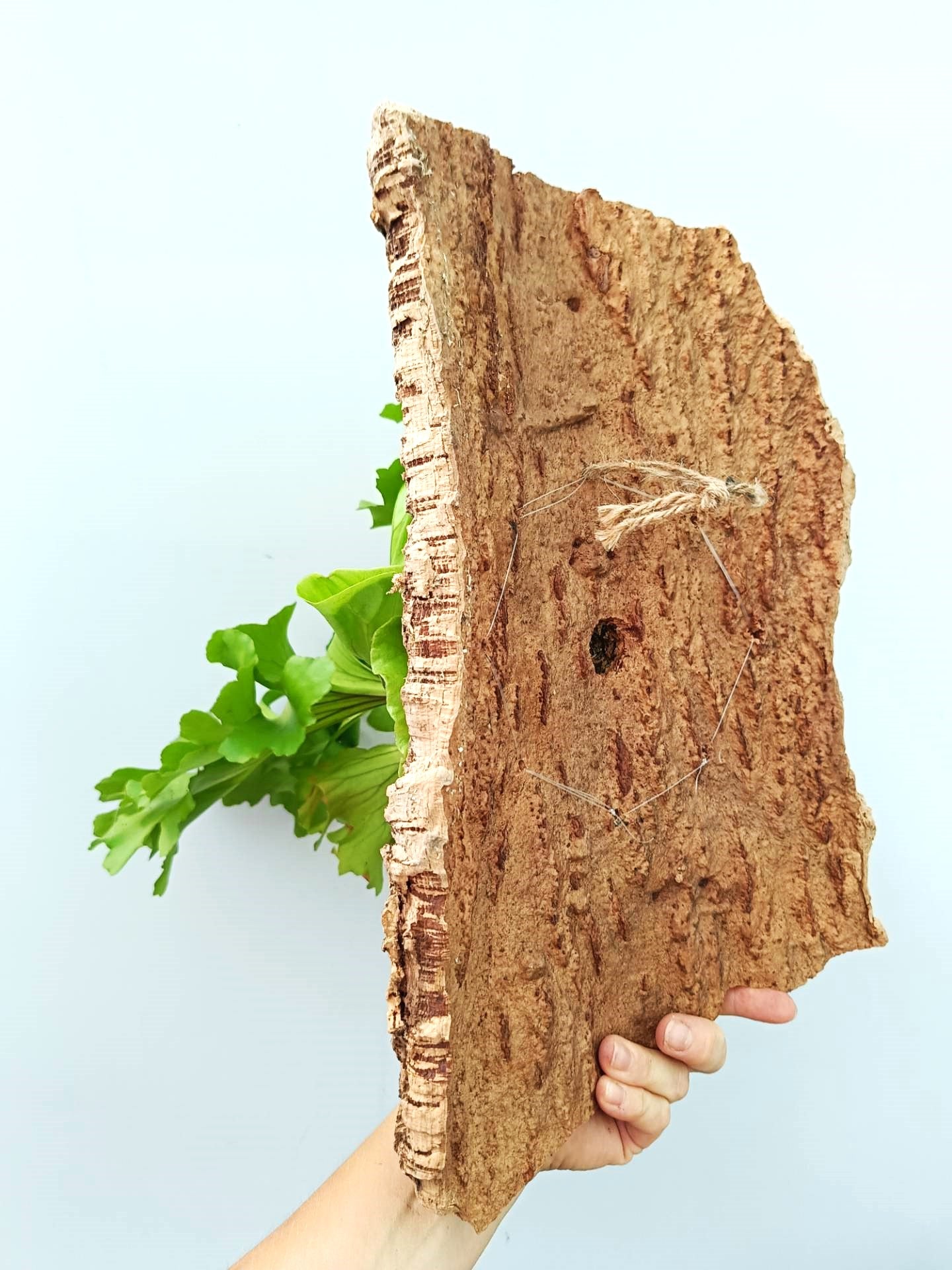 Platycerium Ridleyi 'Monkey King'