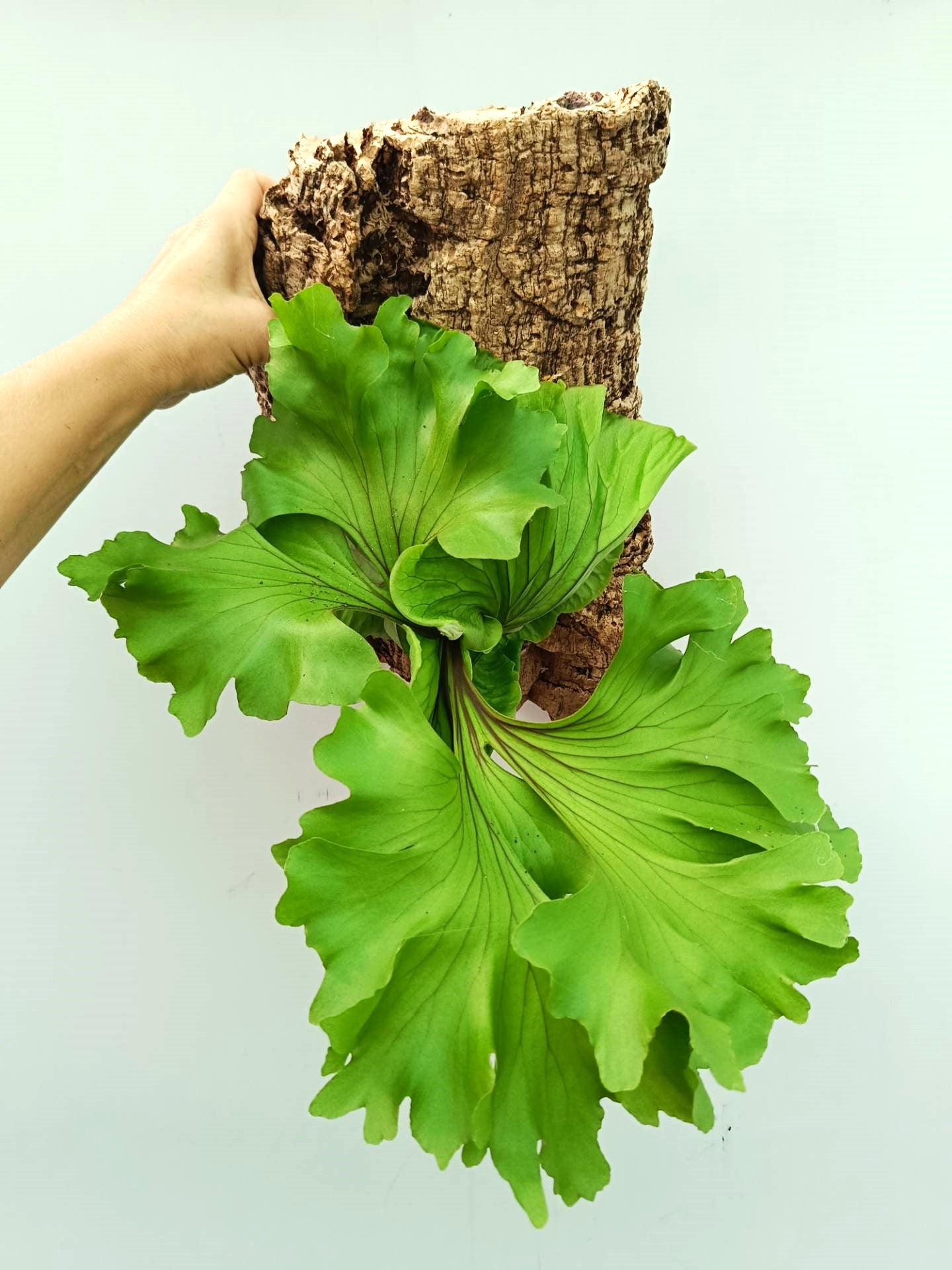 Platycerium Ridleyi &#39;Monkey King&#39;