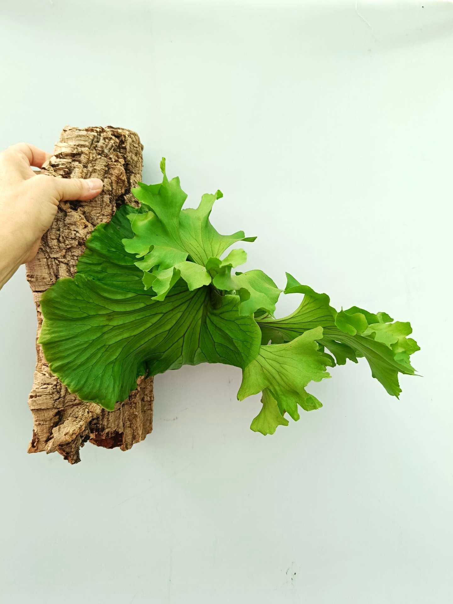 Platycerium Ridleyi 'Monkey King'