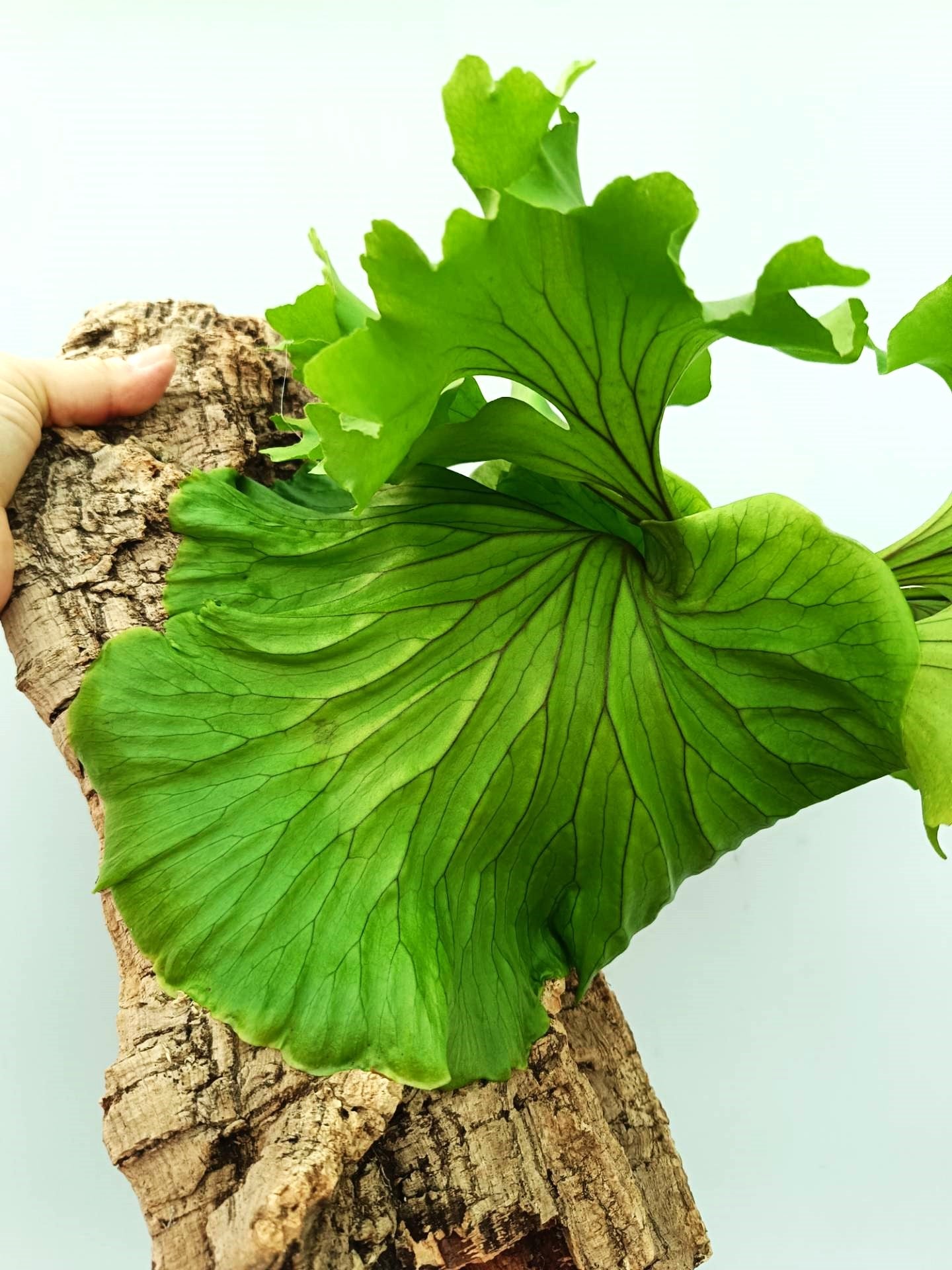 Platycerium Ridleyi 'Monkey King'