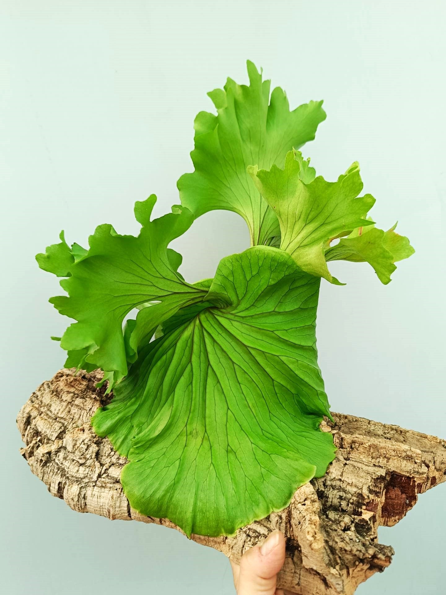 Platycerium Ridleyi 'Monkey King'