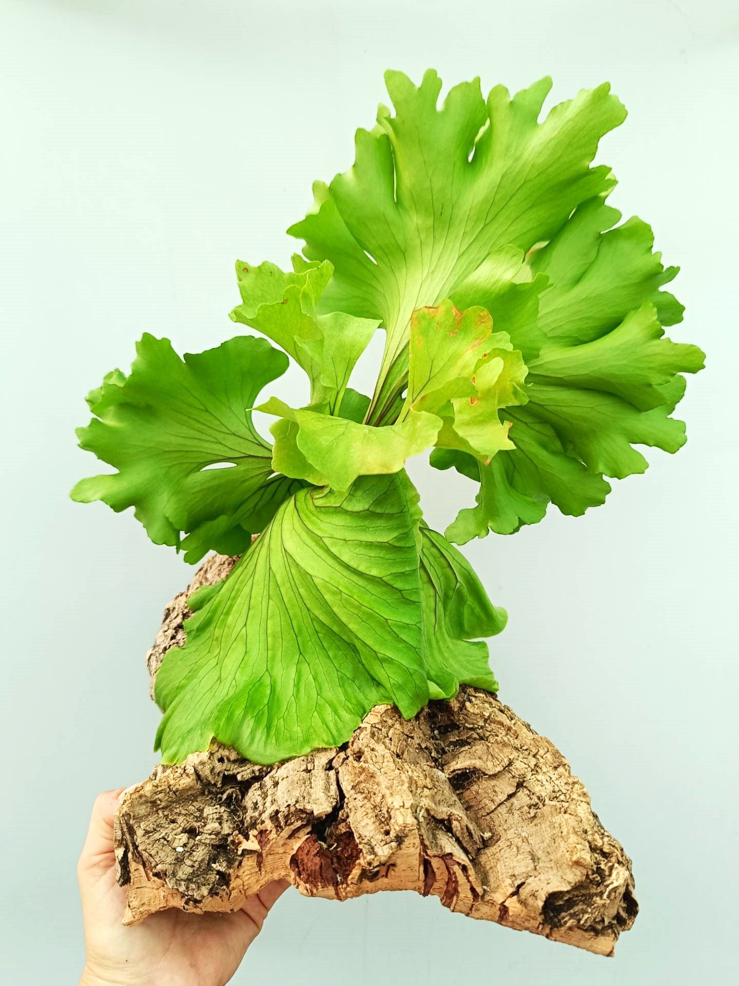 Platycerium Ridleyi 'Monkey King' + mounted on the board