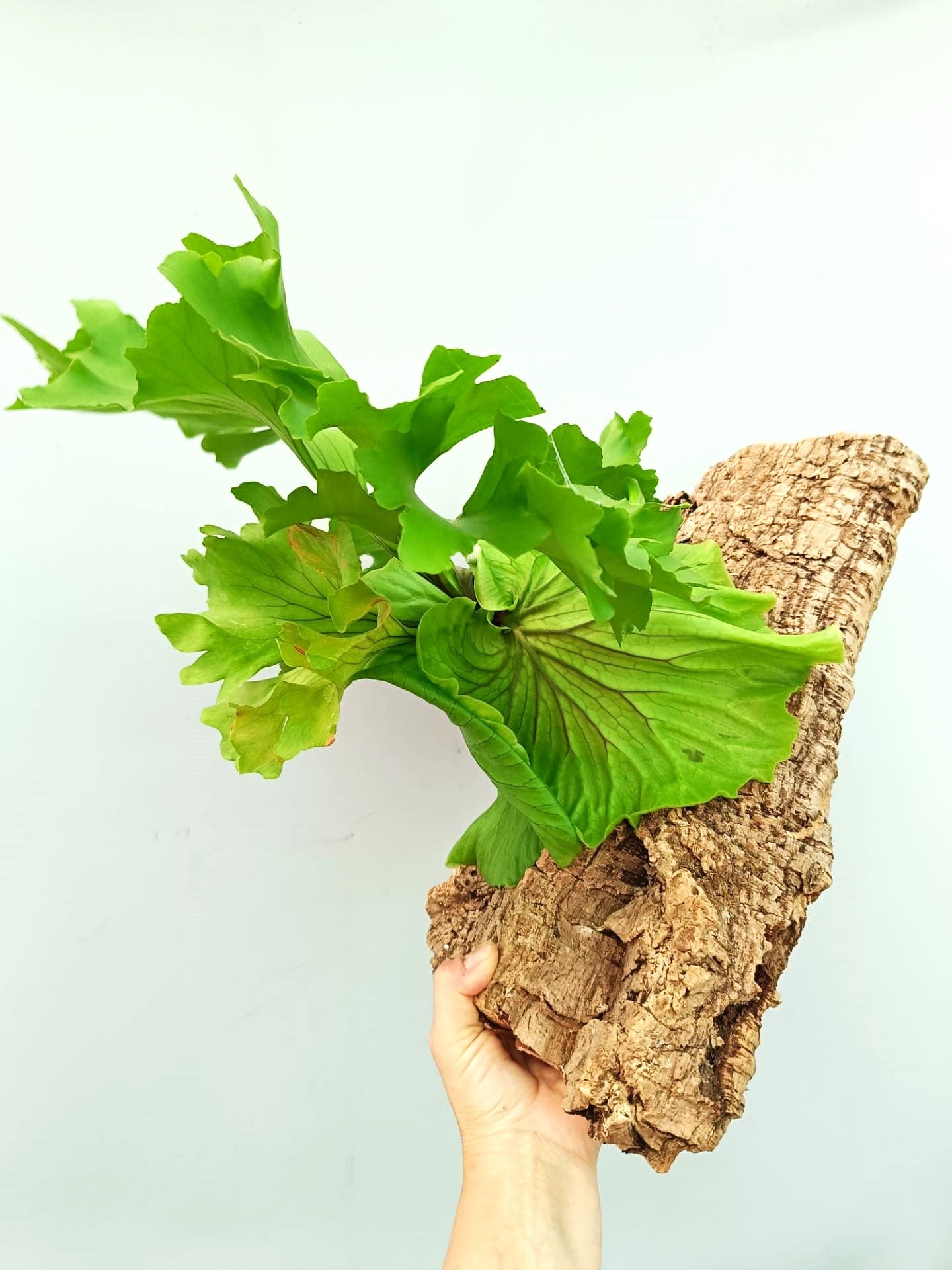 Platycerium Ridleyi 'Monkey King' + mounted on the board