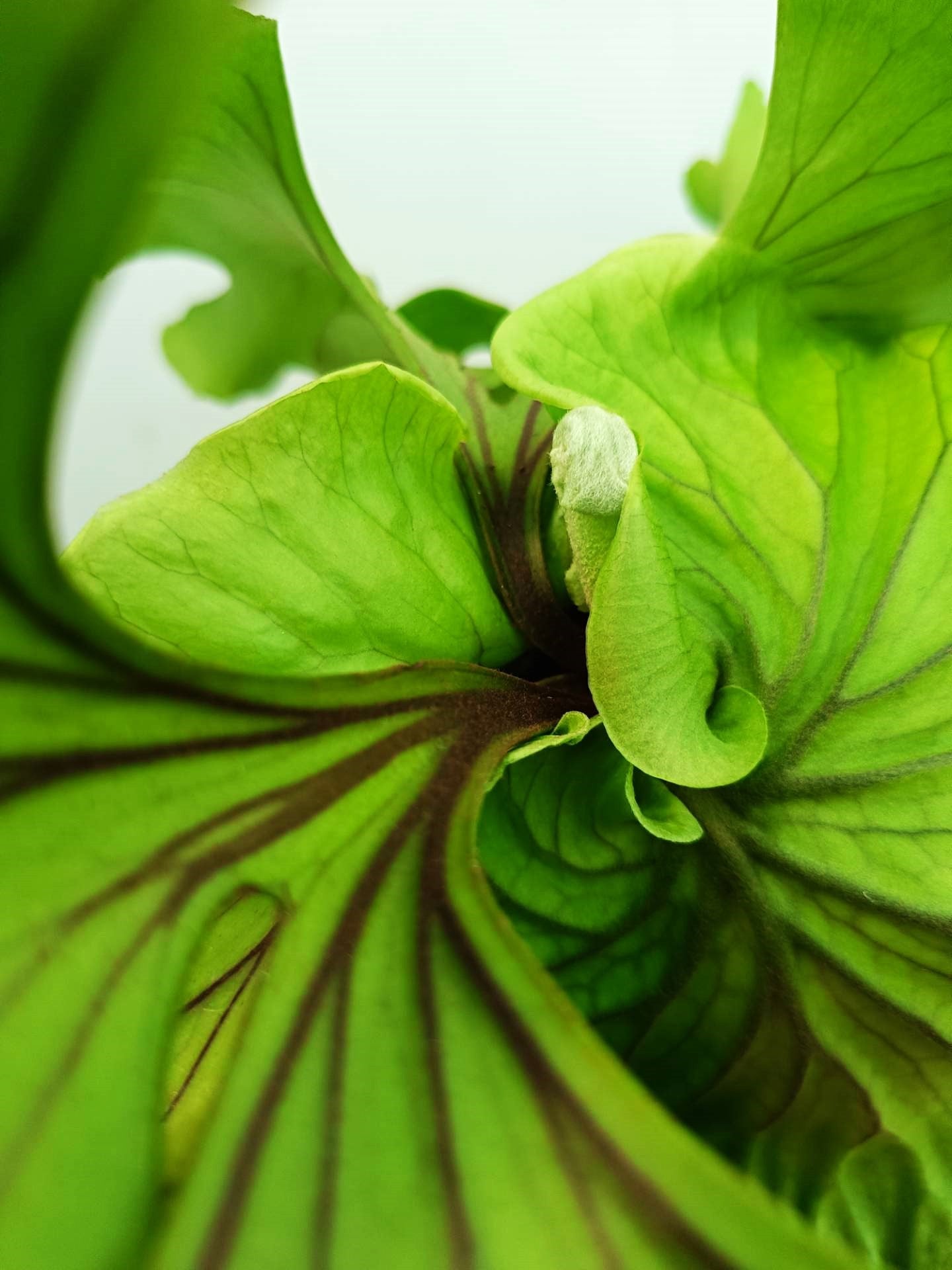Platycerium Ridleyi 'Monkey King' + mounted on the board