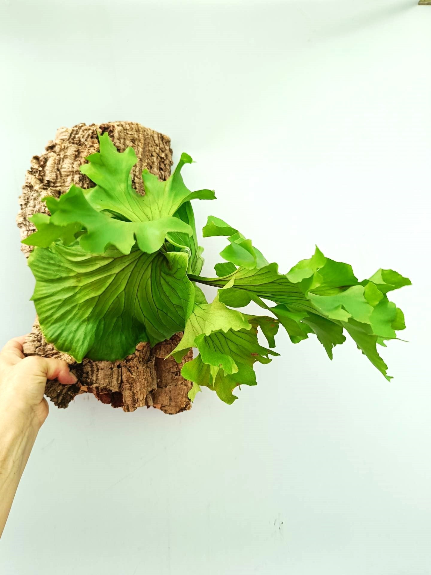 Platycerium Ridleyi 'Monkey King'