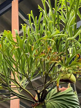 Platycerium Ridleyi Pakarang