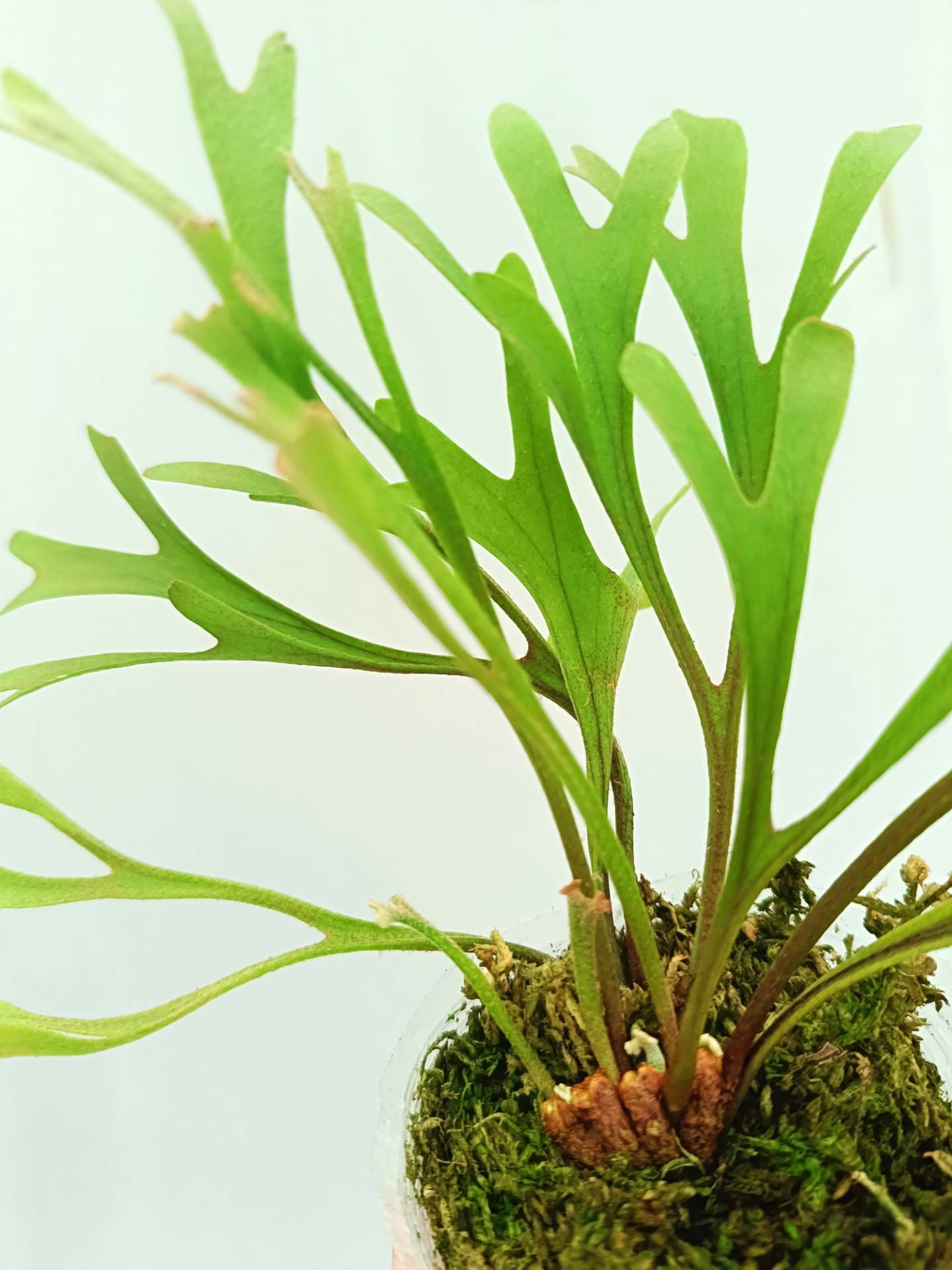 【良株】Platycerium ridleyi（Borneo Wild） 良株】Platycerium ridleyi（Borneo Wild） 良株】Platycerium ridleyi