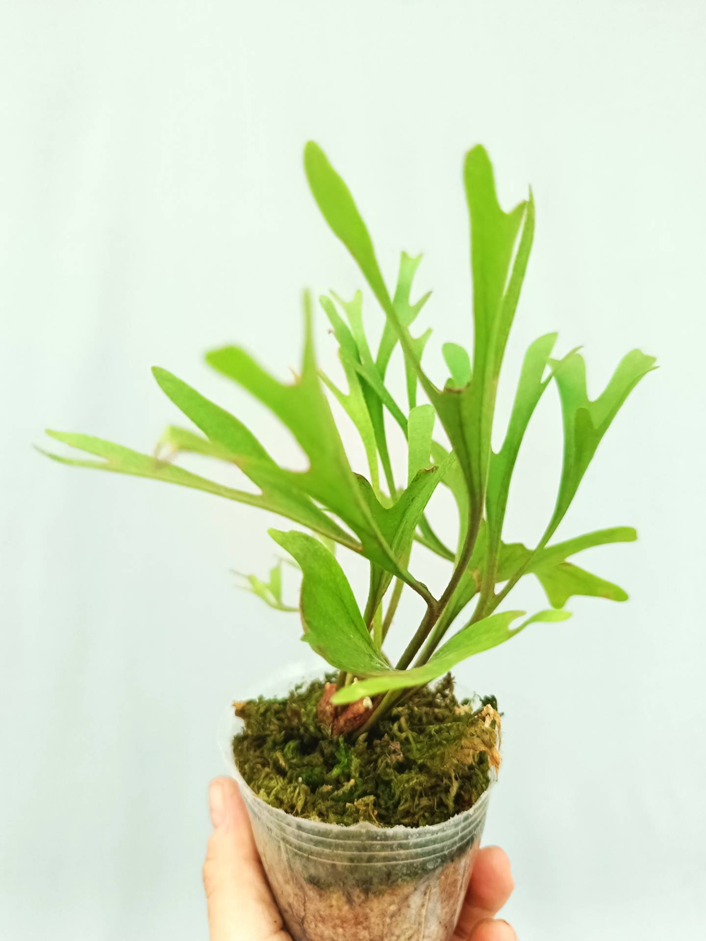 Platycerium Ridleyi 'Pakarang' | Welovetropicalplants