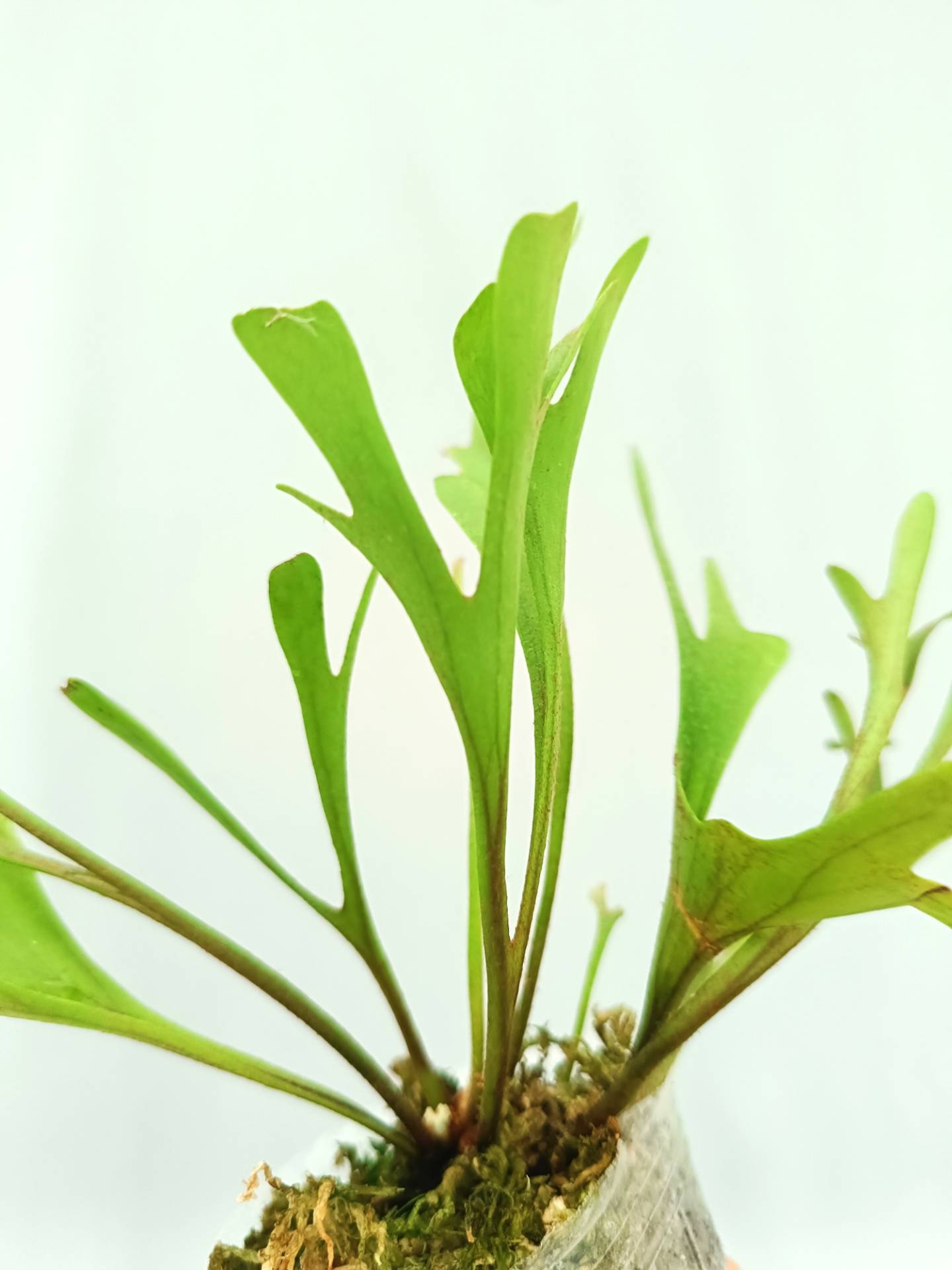 Platycerium Ridleyi Pakarang