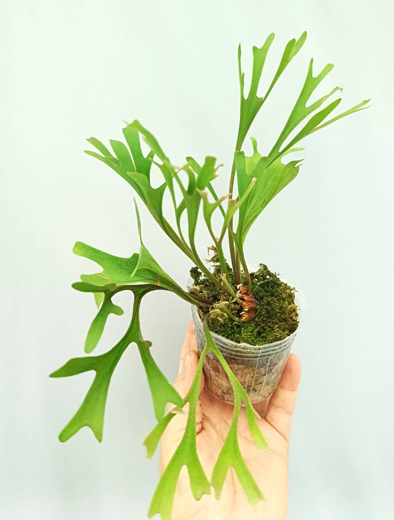 Platycerium Ridleyi Pakarang