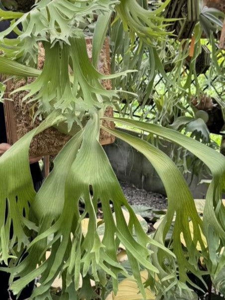 Platycerium Abigail (Rydeen x Veitchii High Finger)