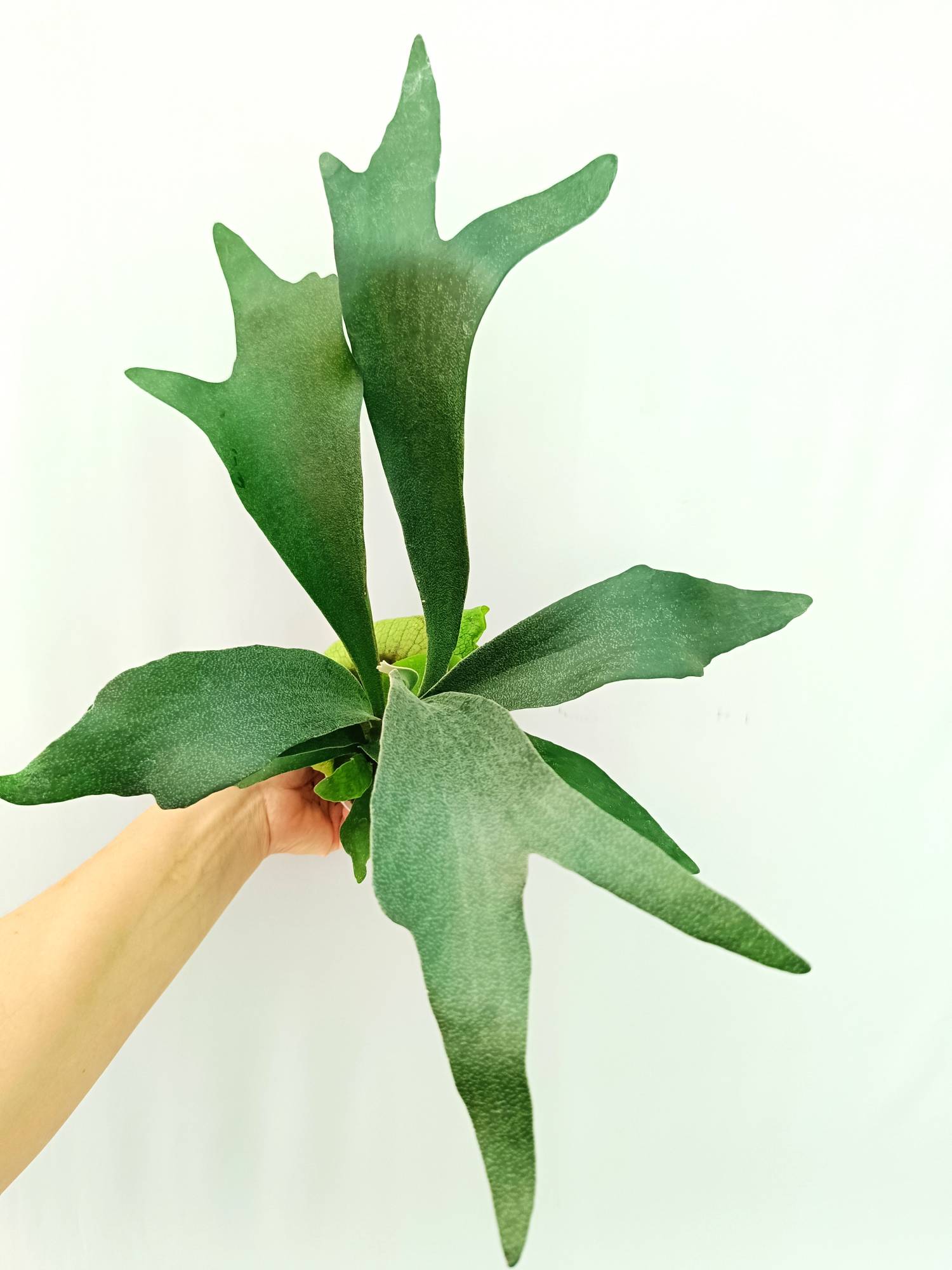 Platycerium SS Foong