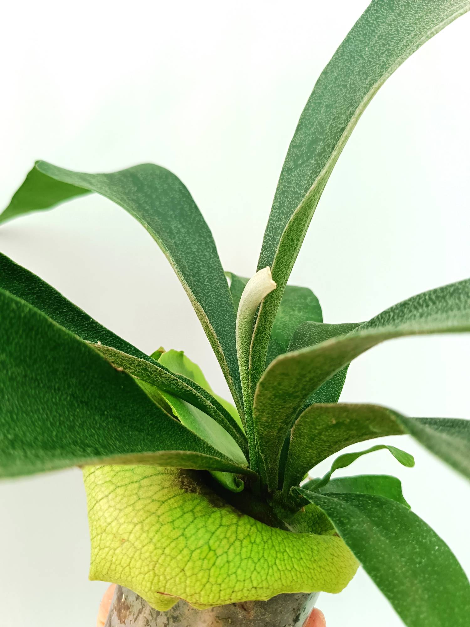 特大　Platycerium SS.Foong 特大 Platycerium SS.Foong