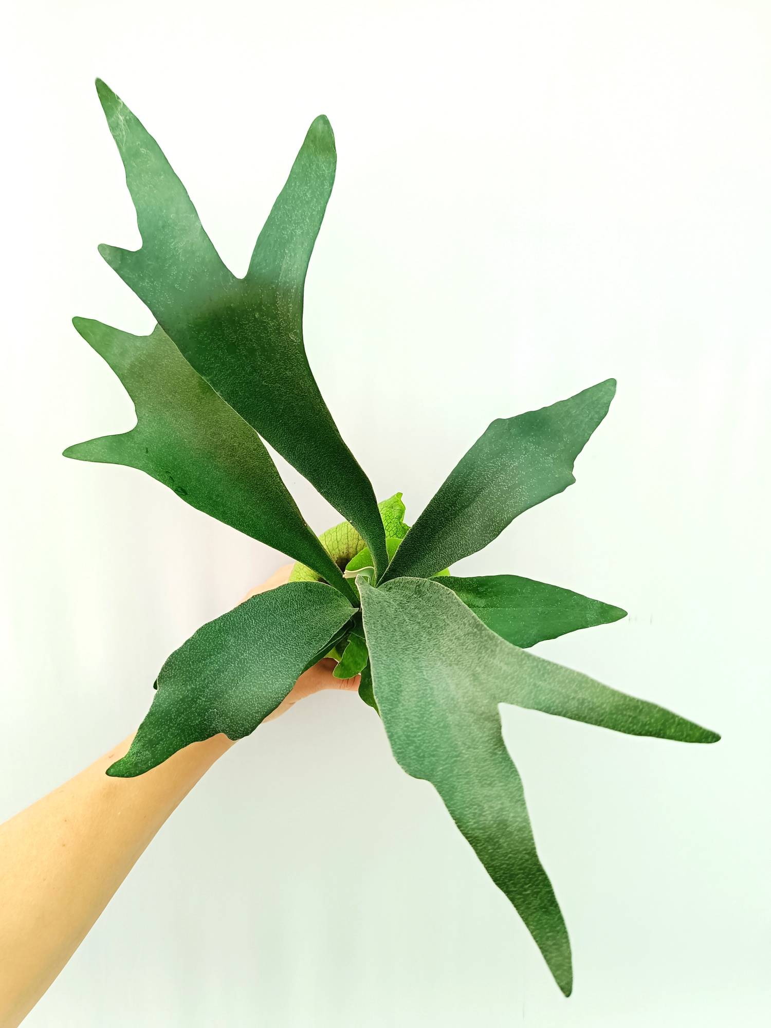 Platycerium SS Foong | Welovetropicalplants