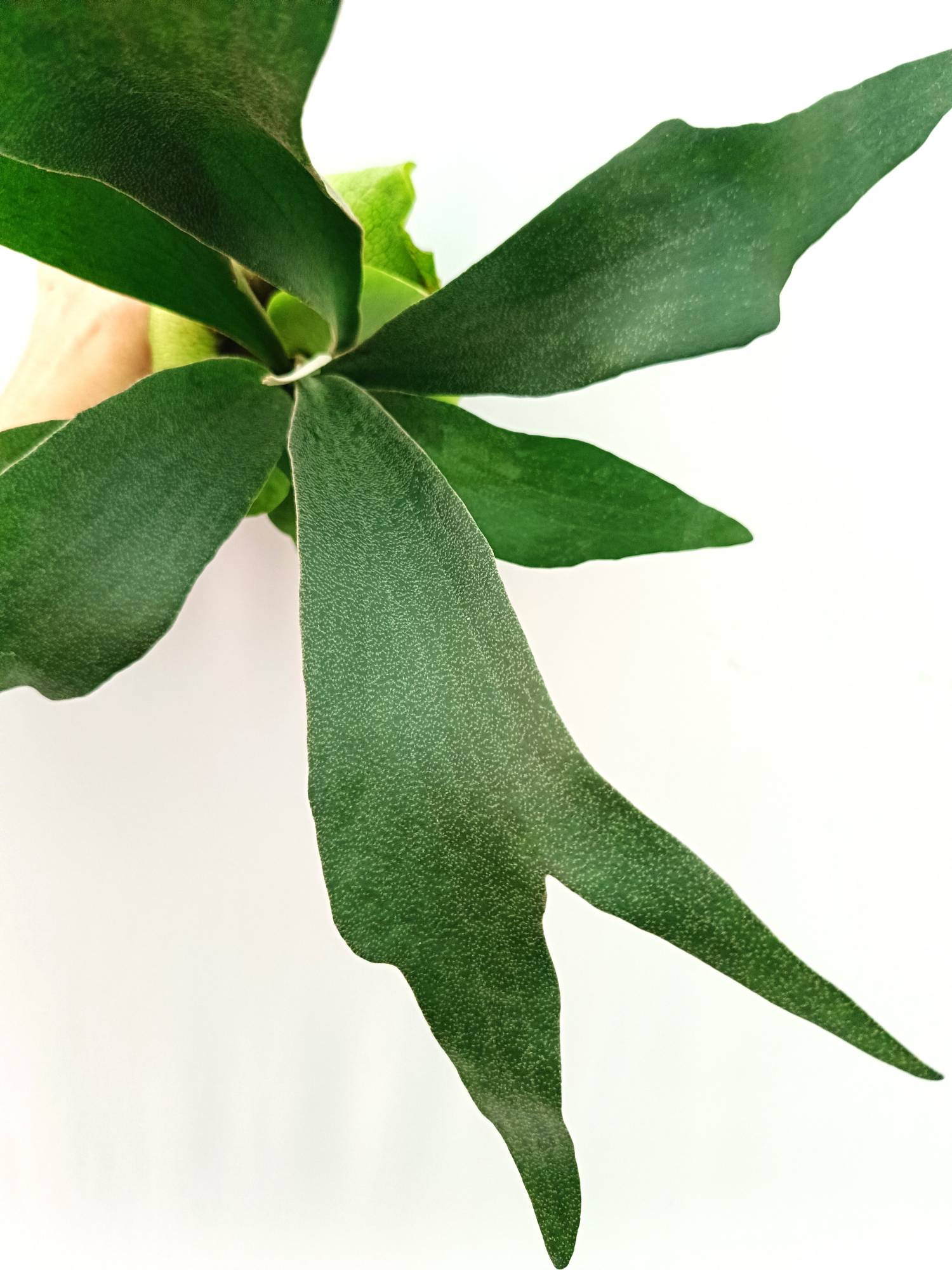 Platycerium SS Foong