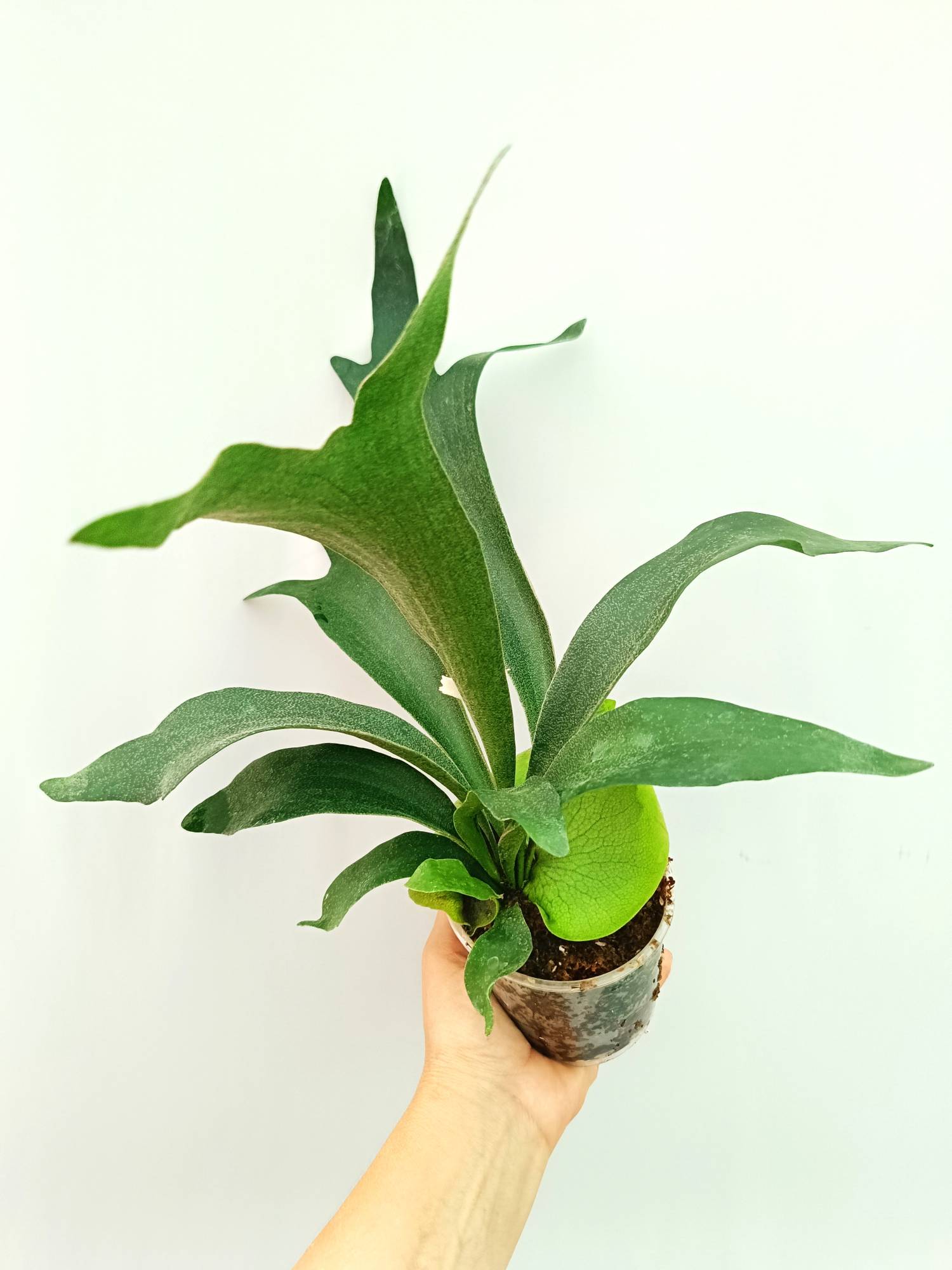 Platycerium SS Foong