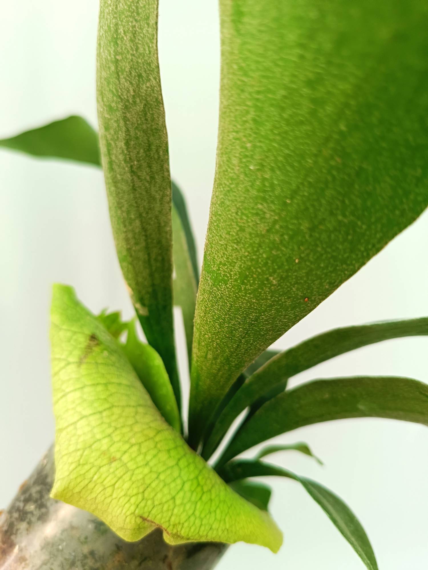 Platycerium SS Foong | Welovetropicalplants