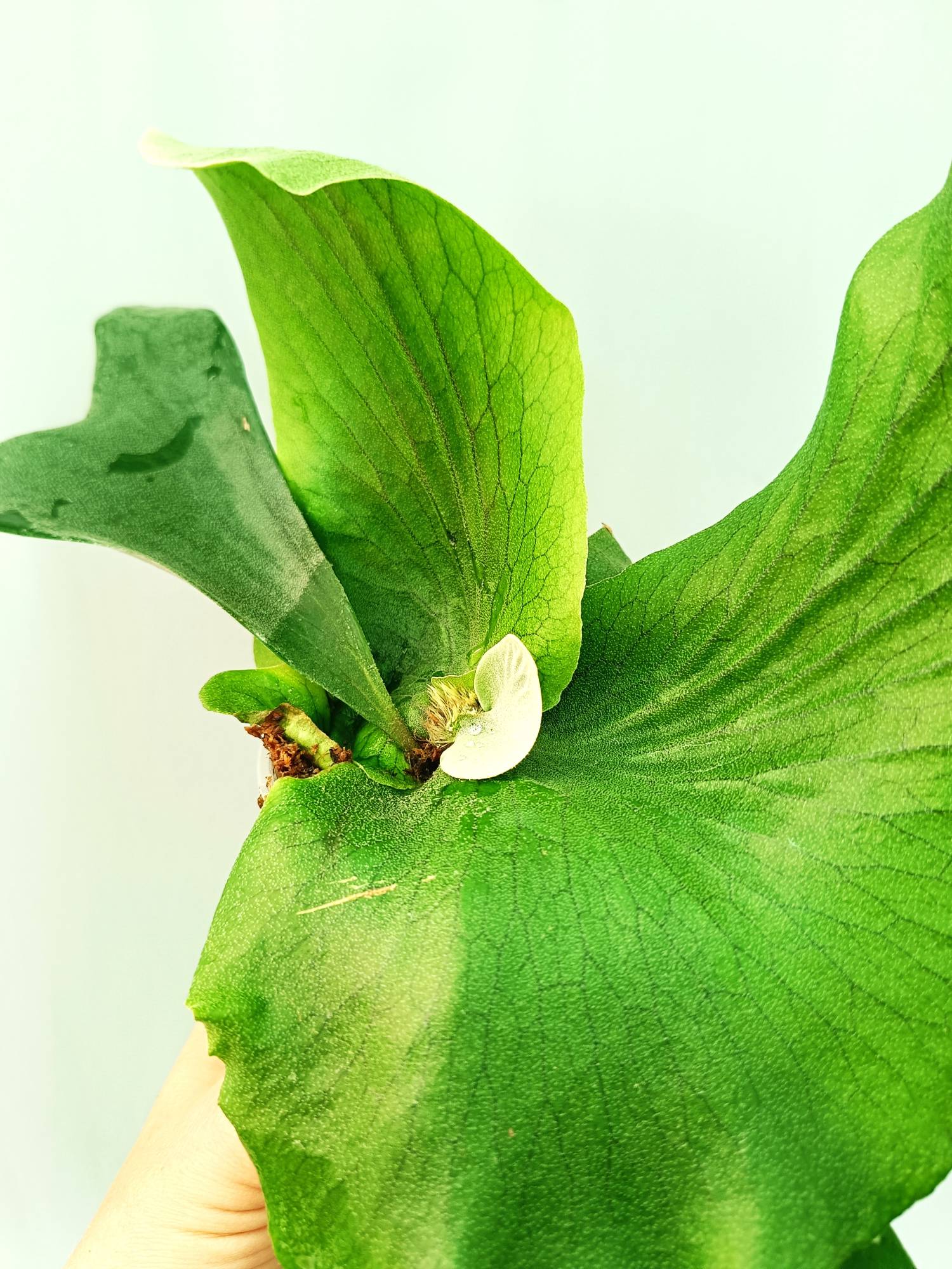 Platycerium Stemaria