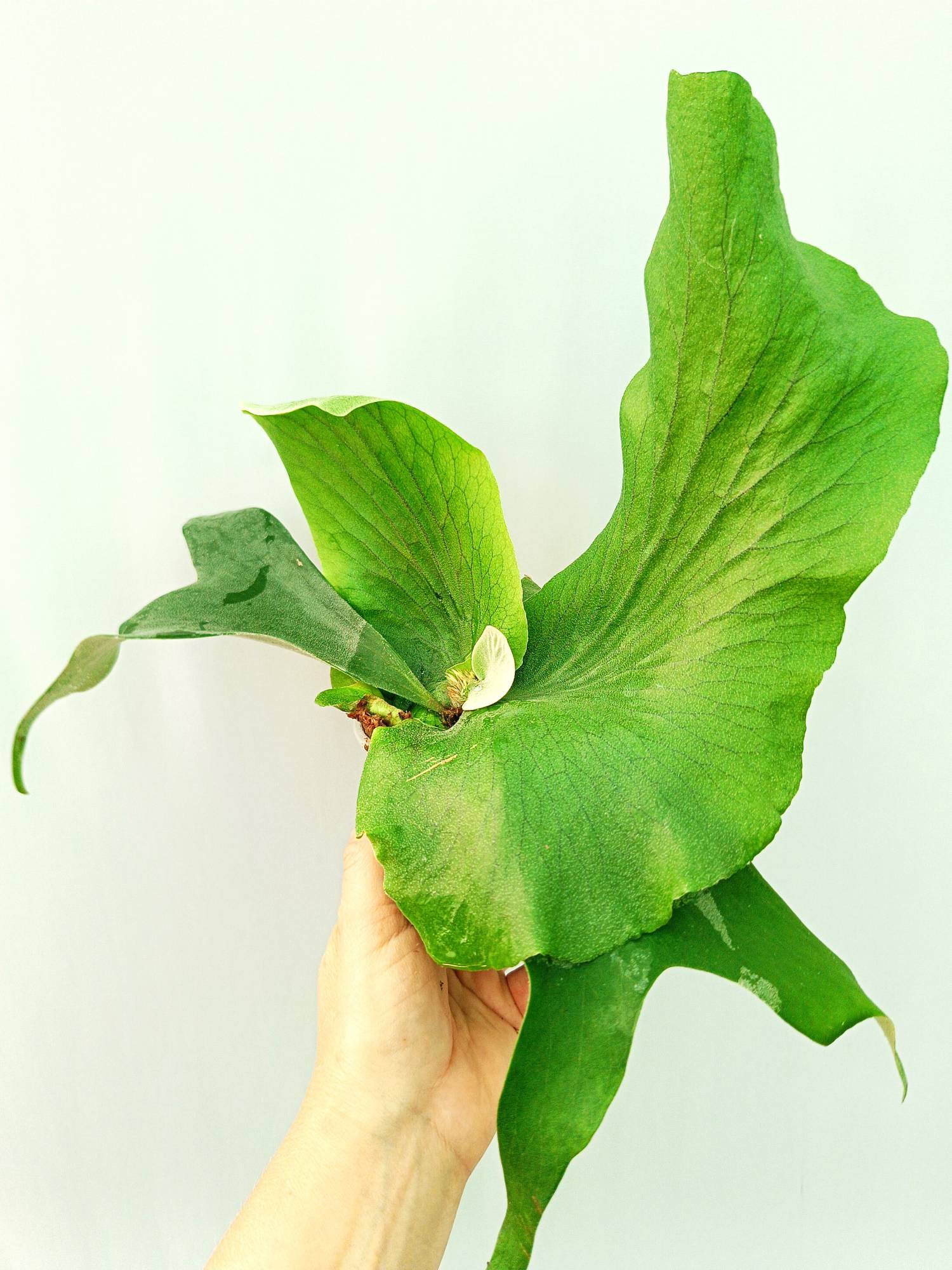 Platycerium Stemaria