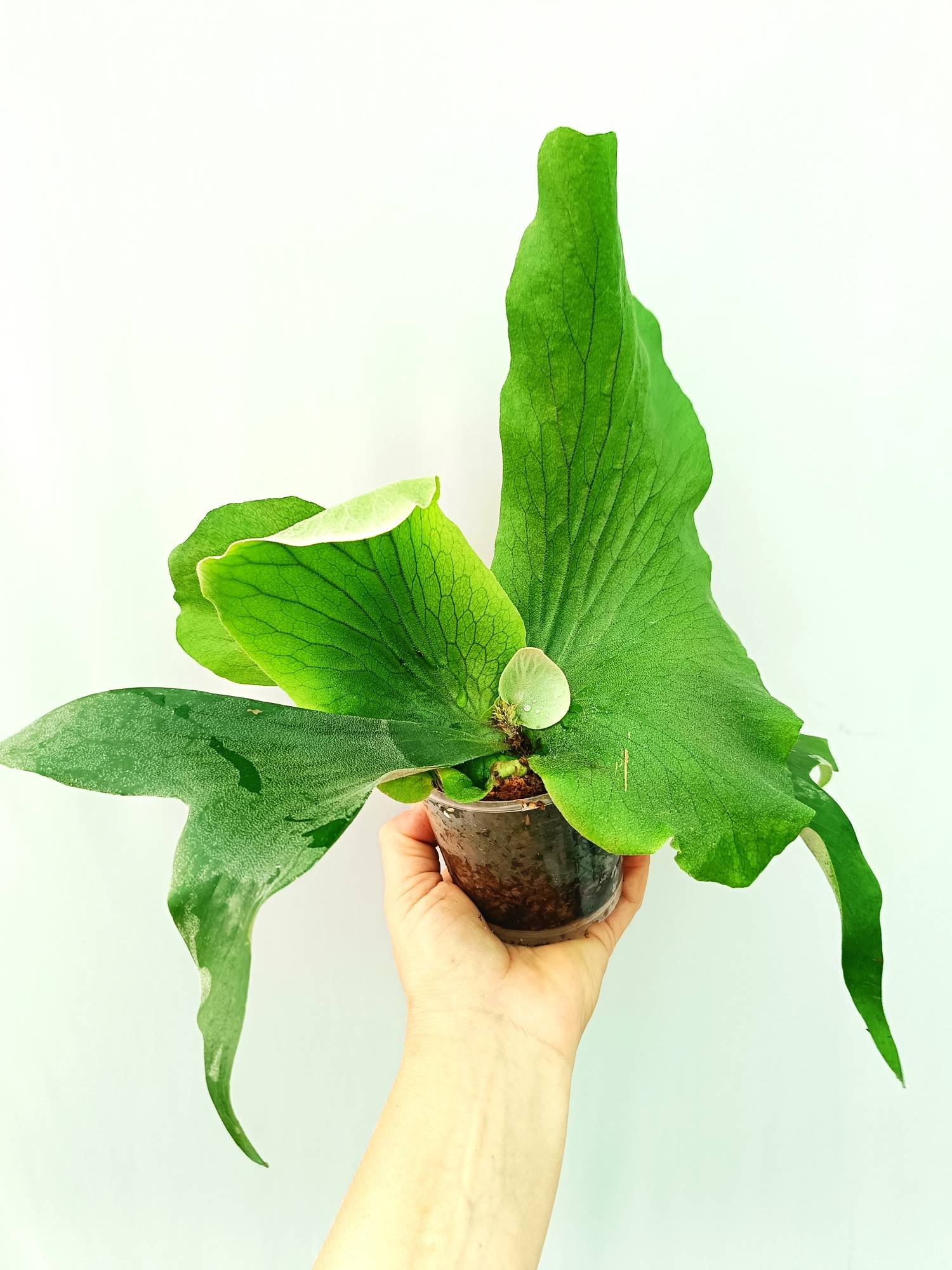 Platycerium Stemaria