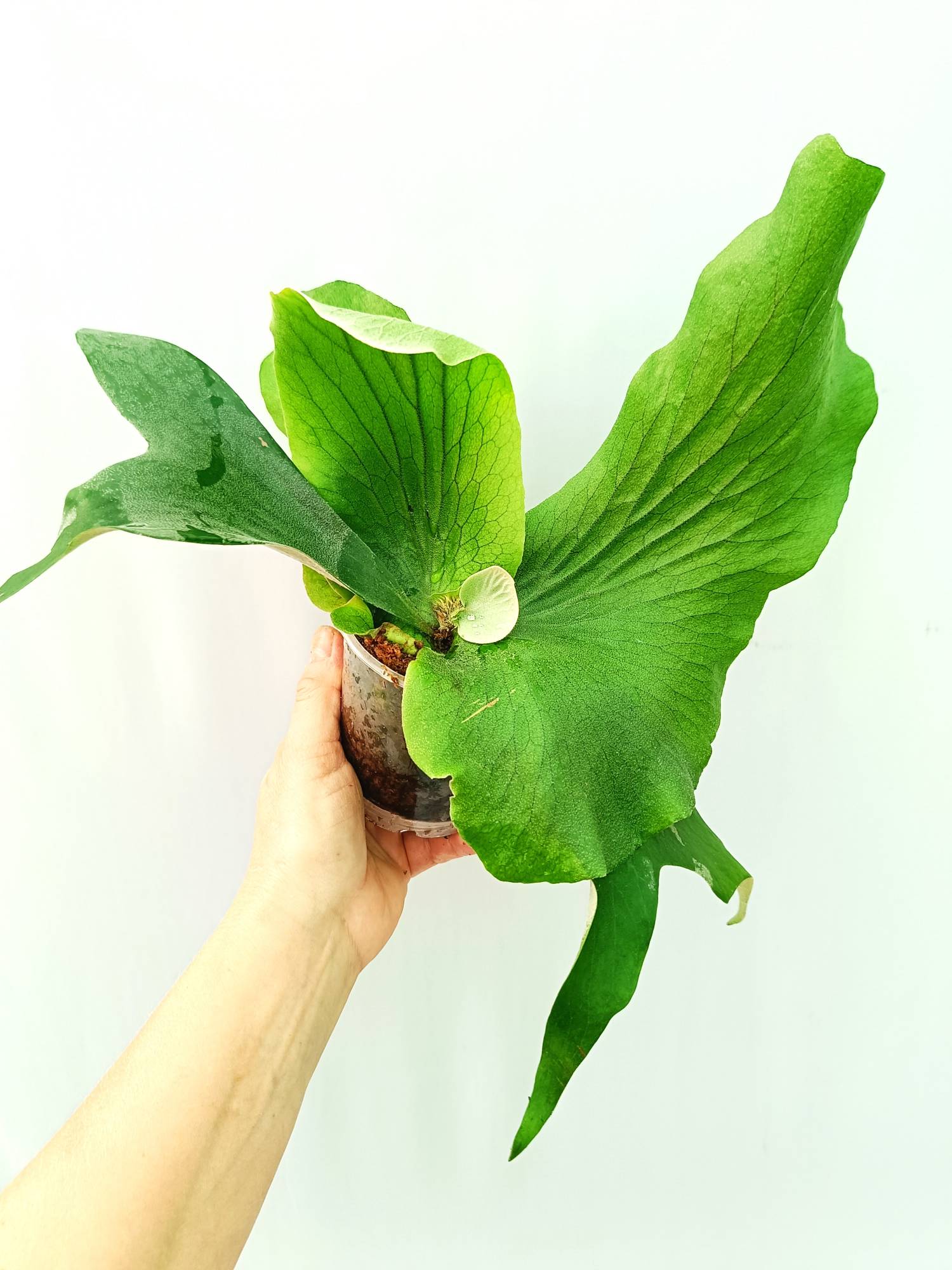 Platycerium Stemaria