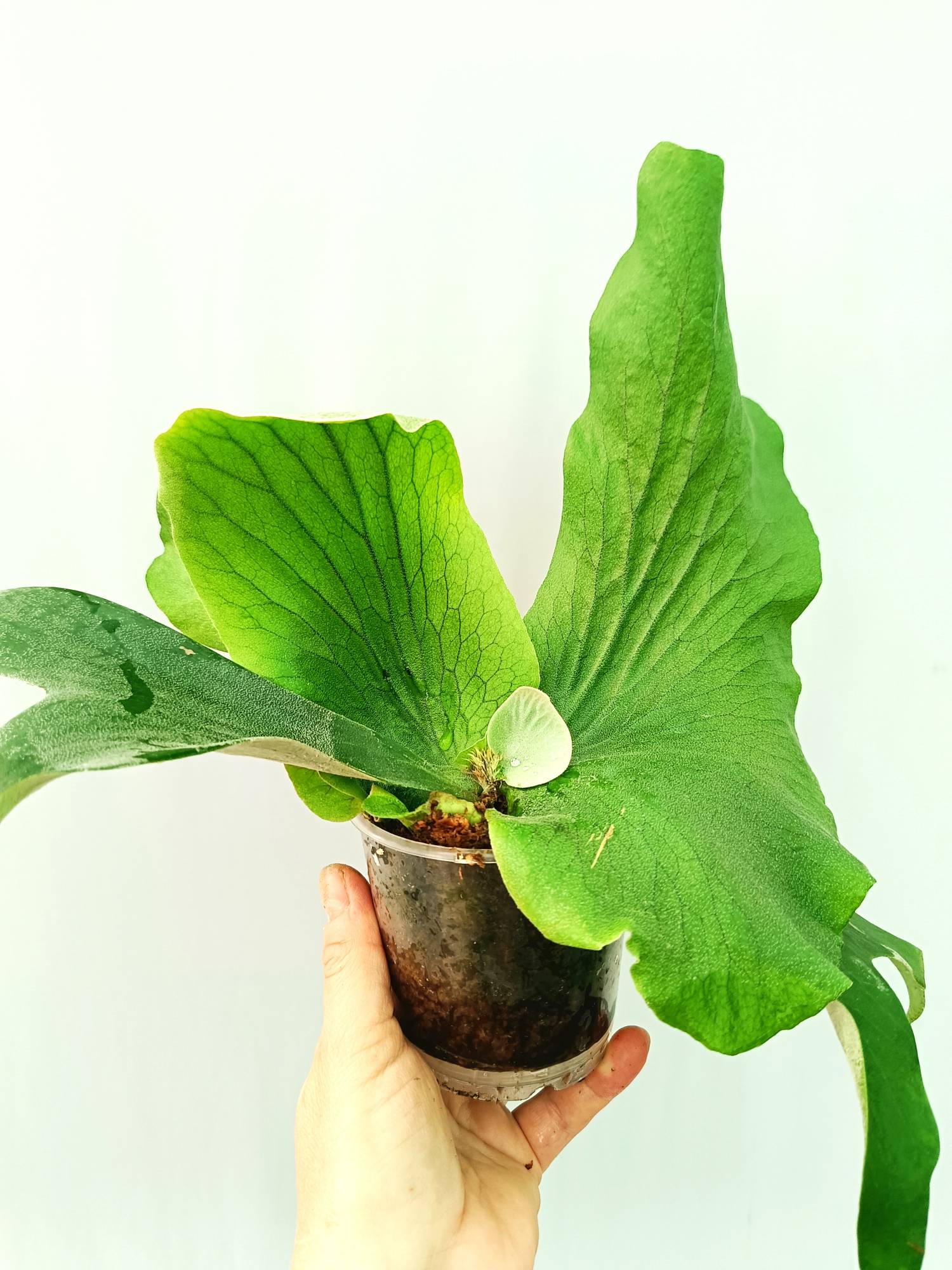 Platycerium Stemaria