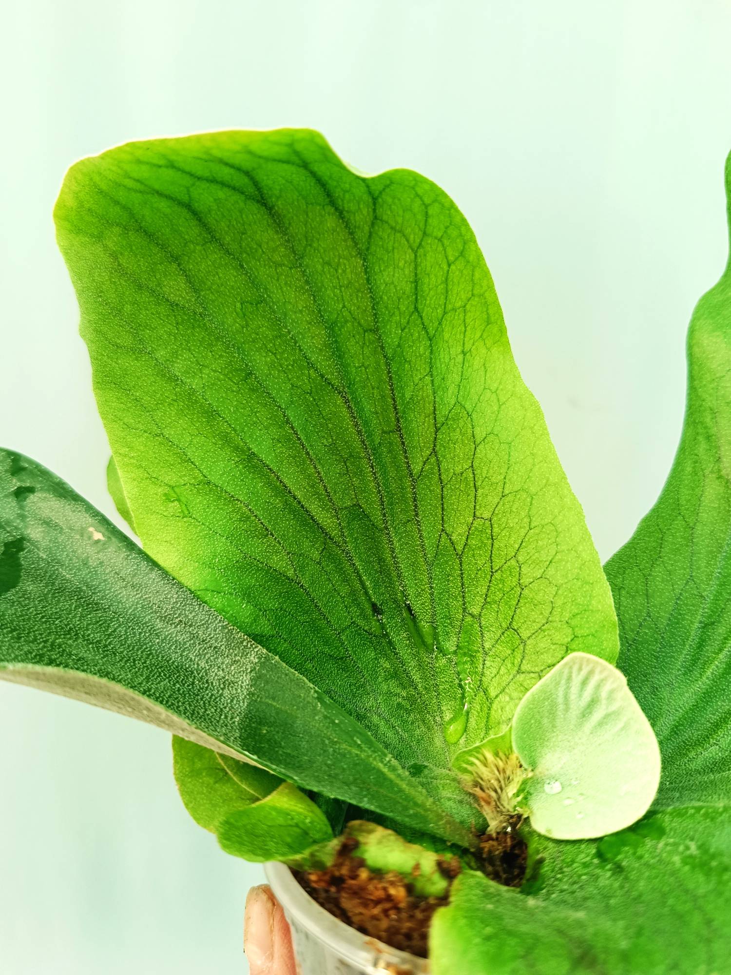 Platycerium Stemaria