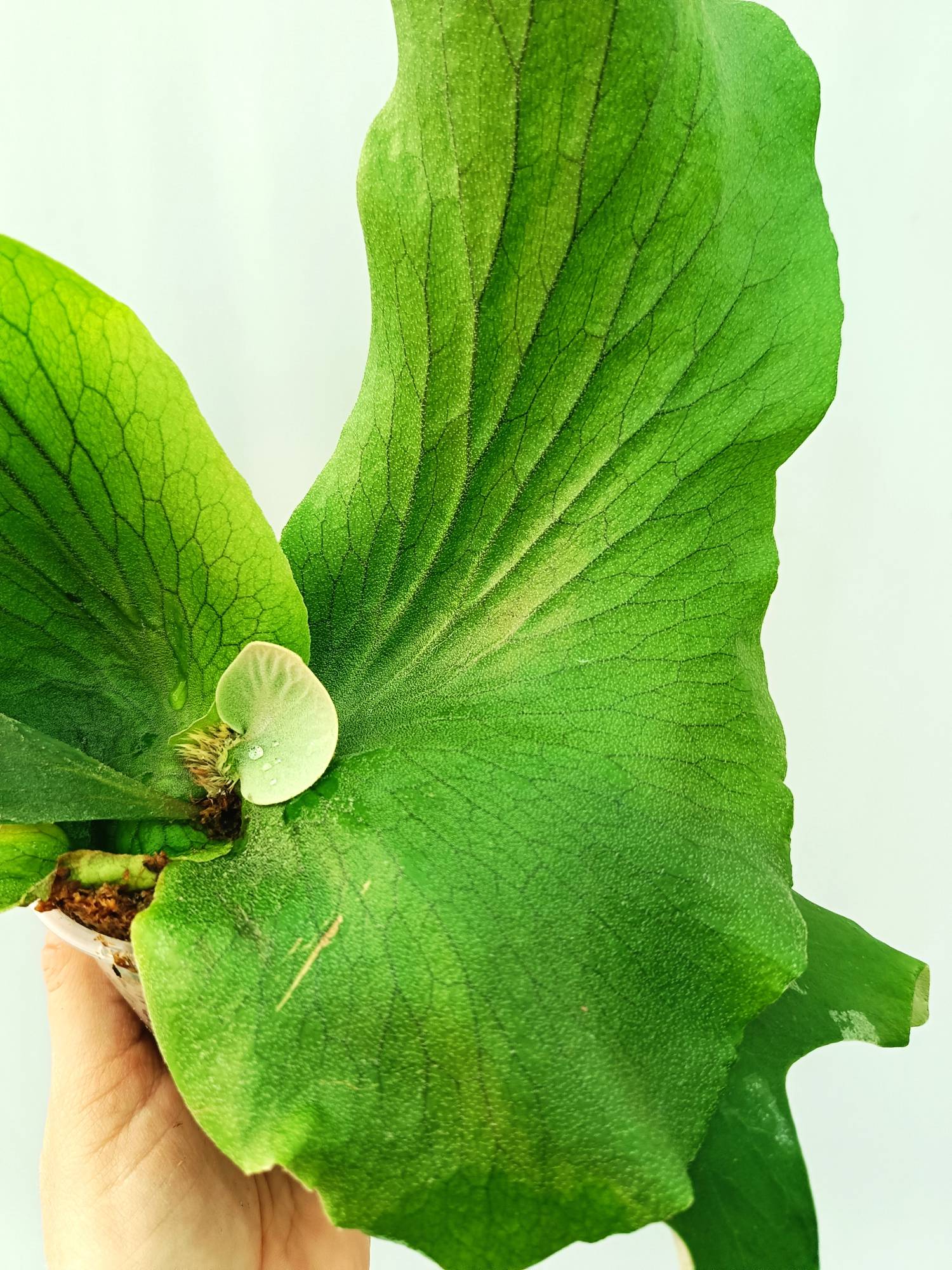 Platycerium Stemaria