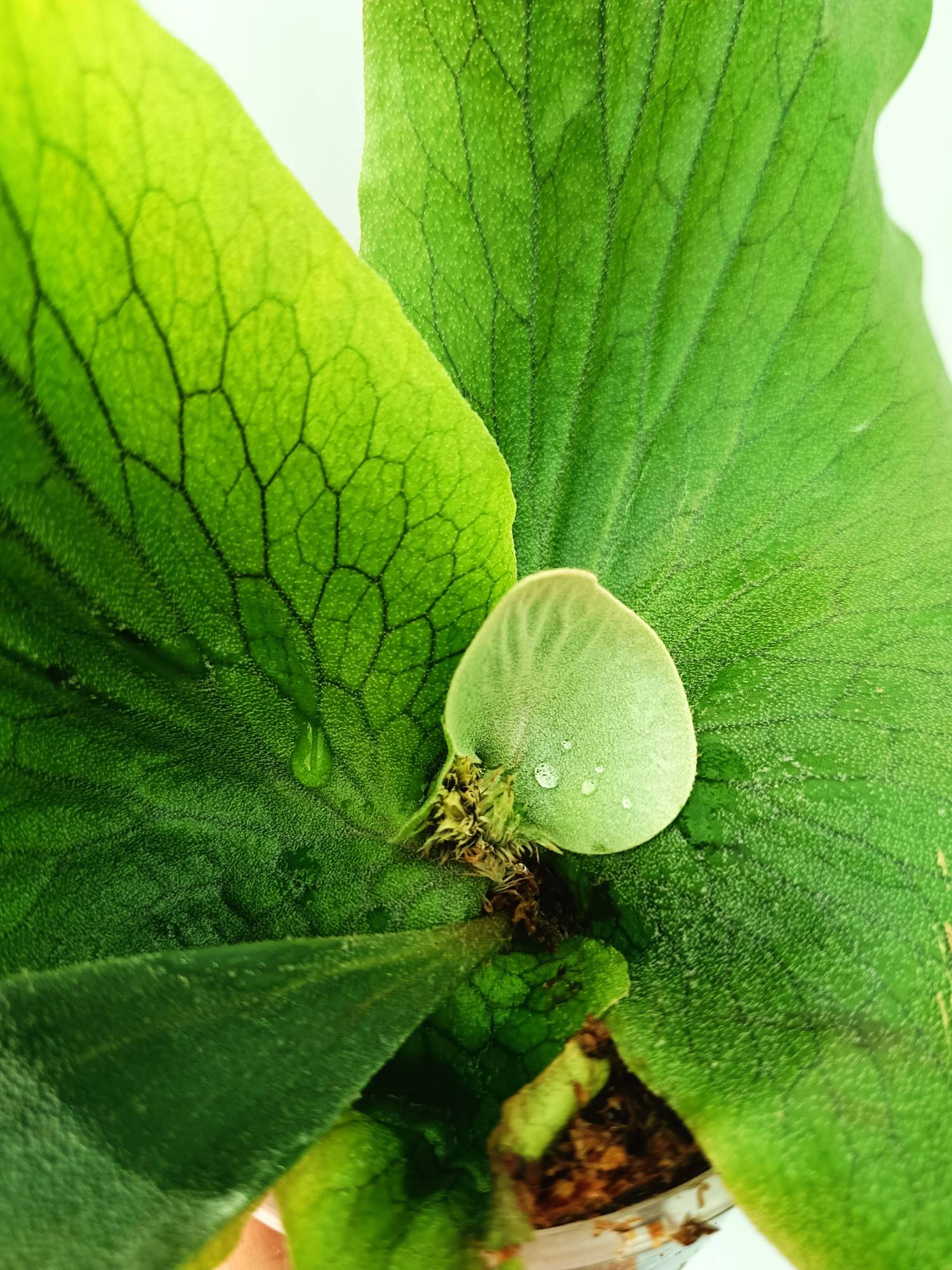 Platycerium Stemaria