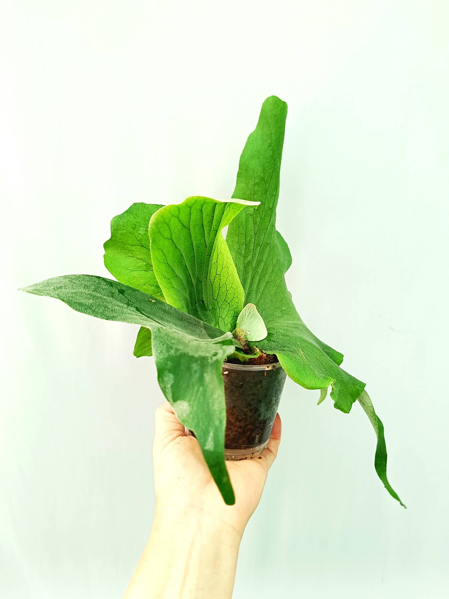 Platycerium Stemaria