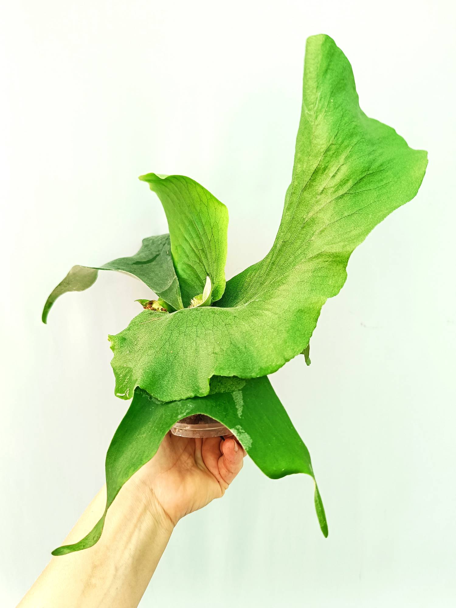 Platycerium Stemaria