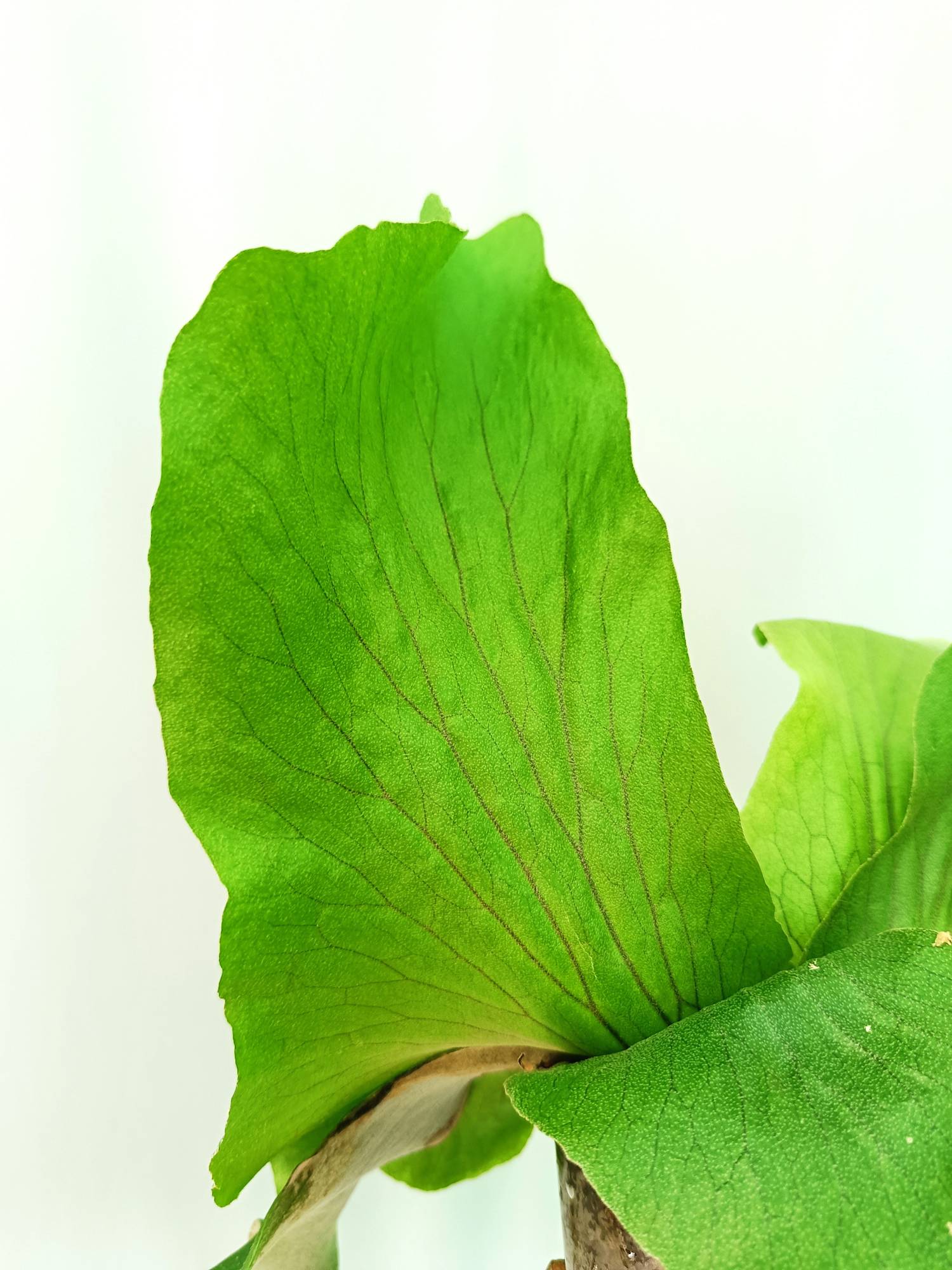 Platycerium Stemaria