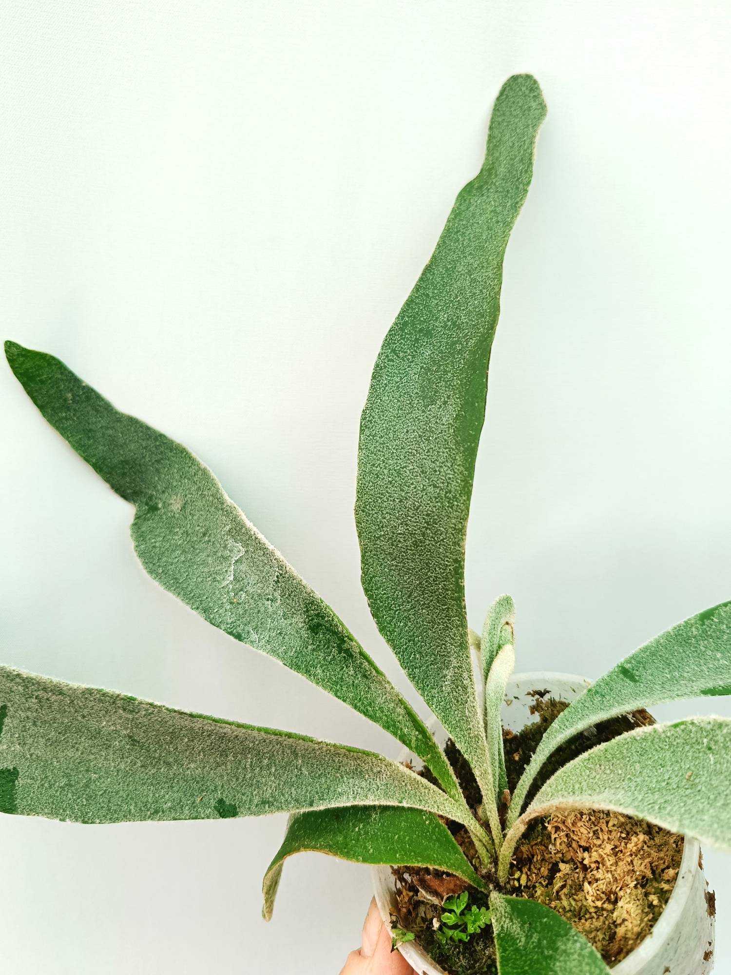 Platycerium Veitchii