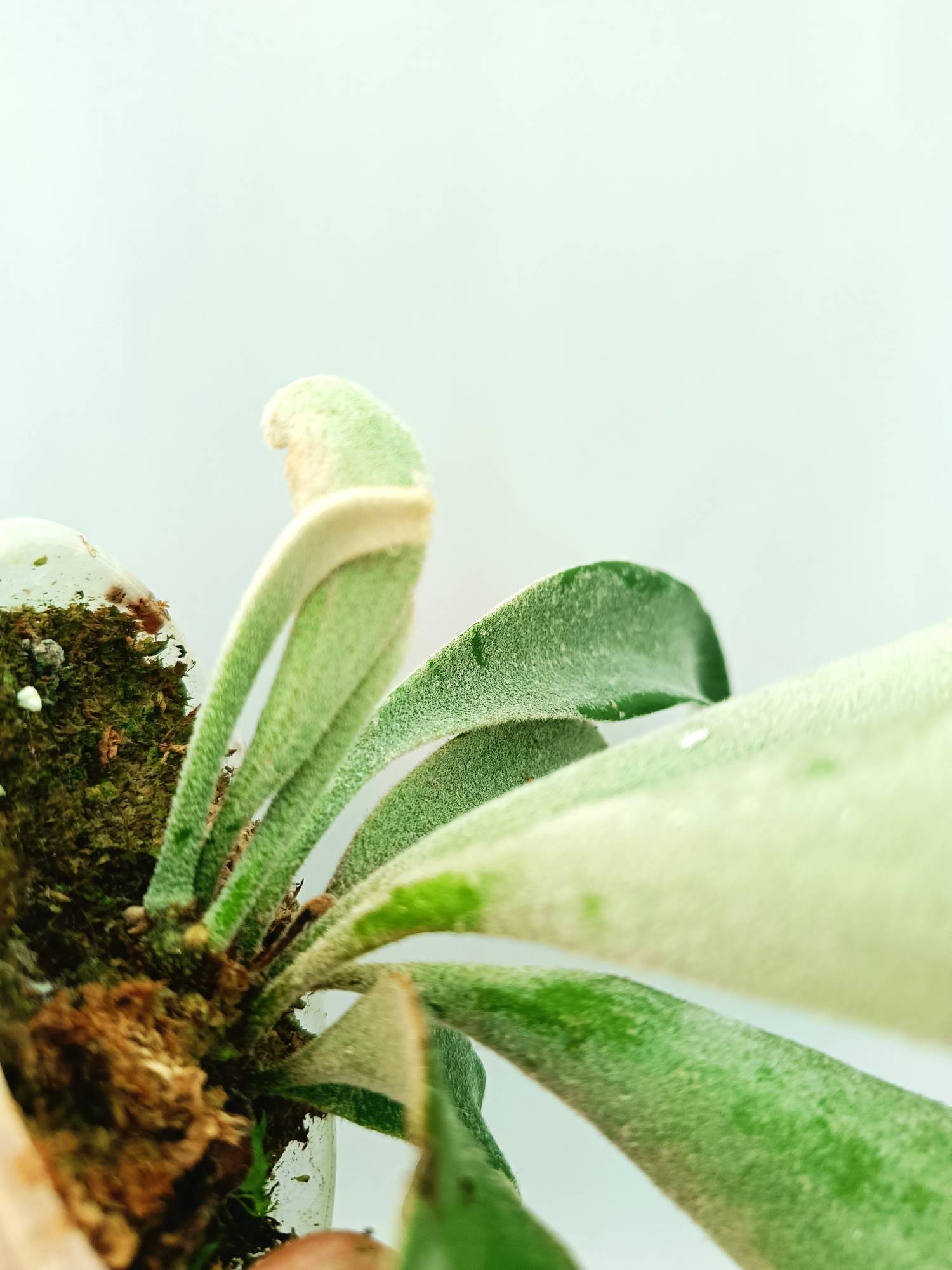 Platycerium Veitchii