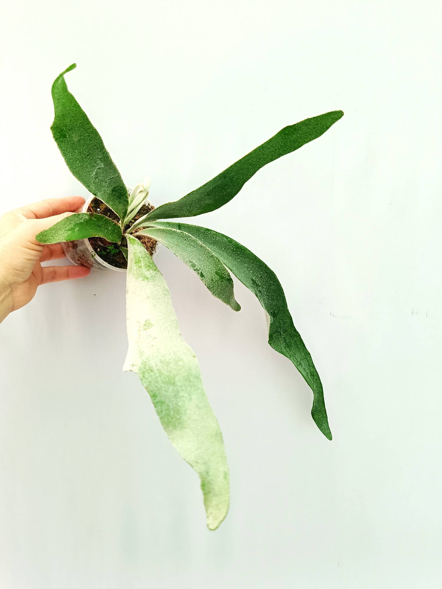 Platycerium Veitchii