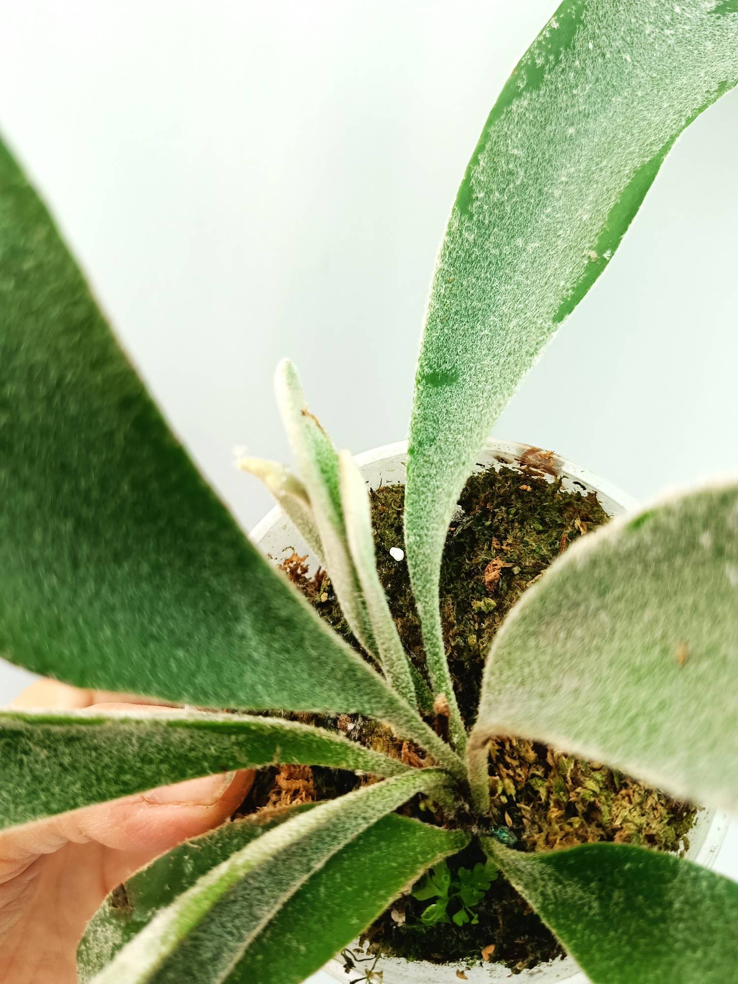 Platycerium Veitchii