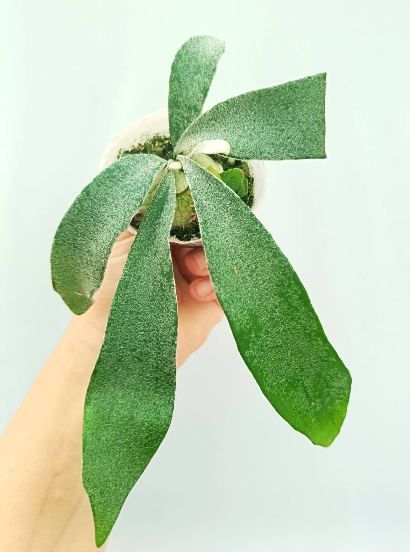 Platycerium Veitchii Auburn River | Welovetropicalplants