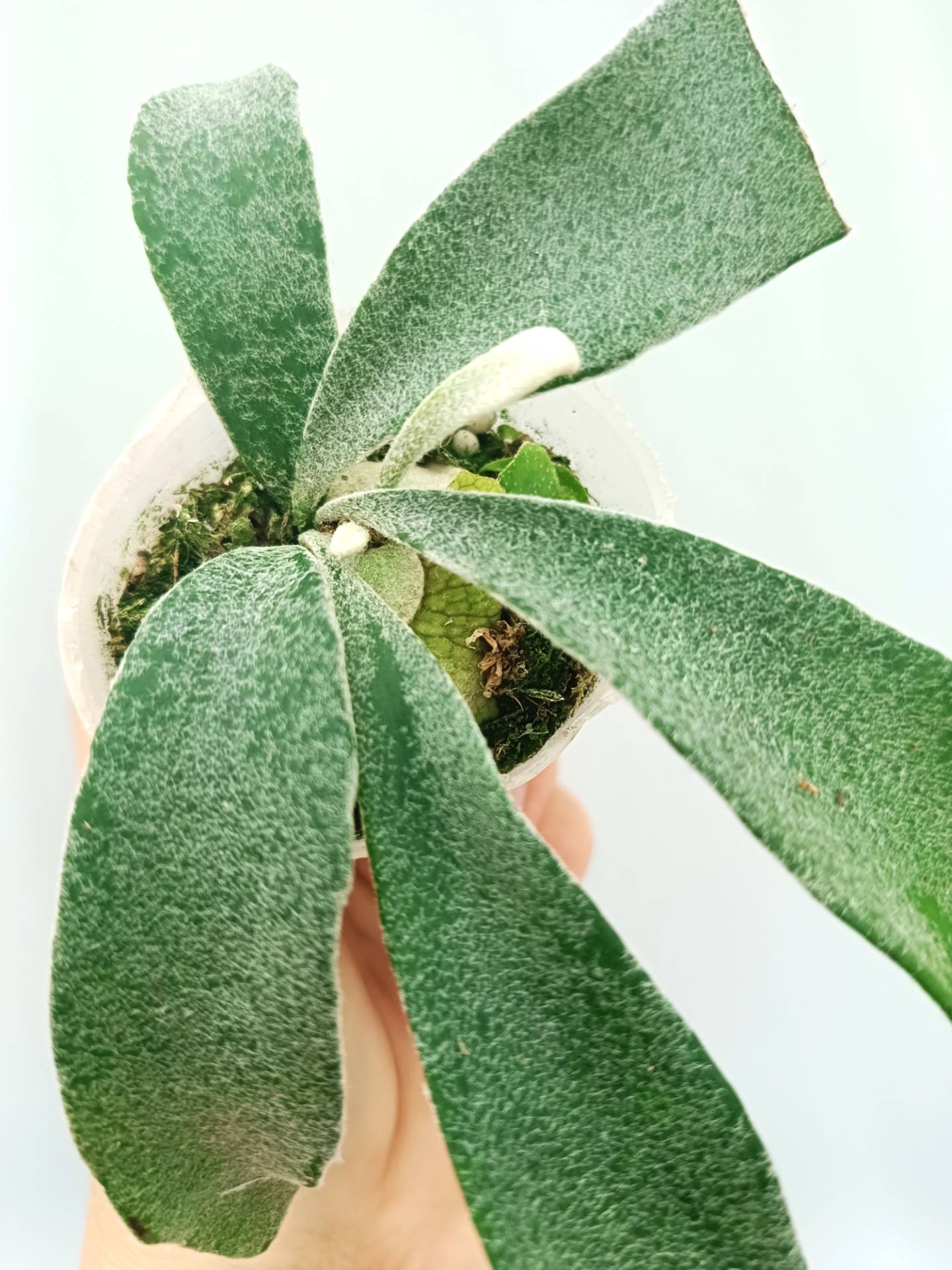 p.veitchii auburn  ベイチー　アーバンリバー Platycerium Veitchii Auburn River Spore - Grow Your Own – HCorchids