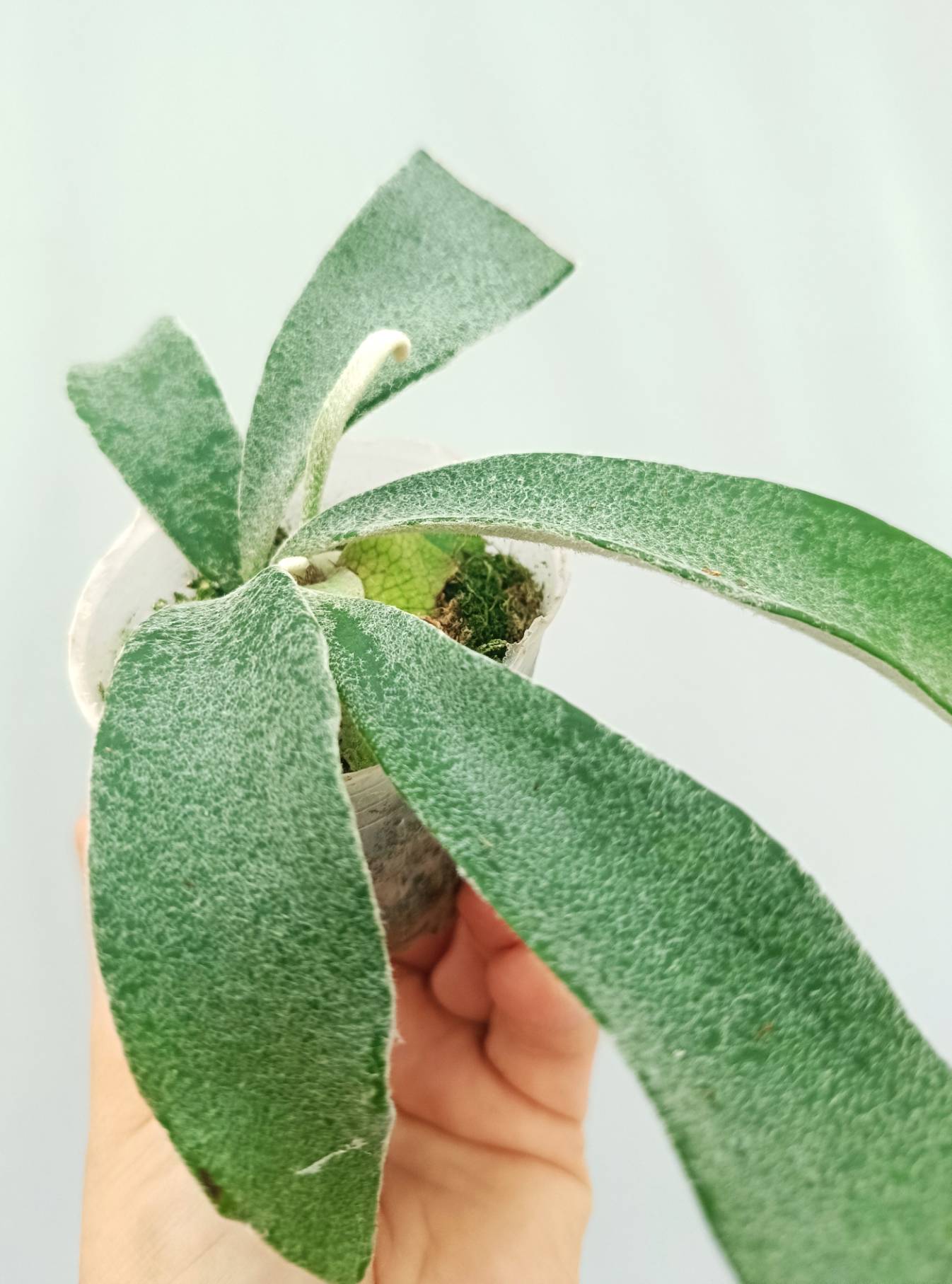 P. veitchii auburn river アーバンリバー ビカクシダ コウモリラン