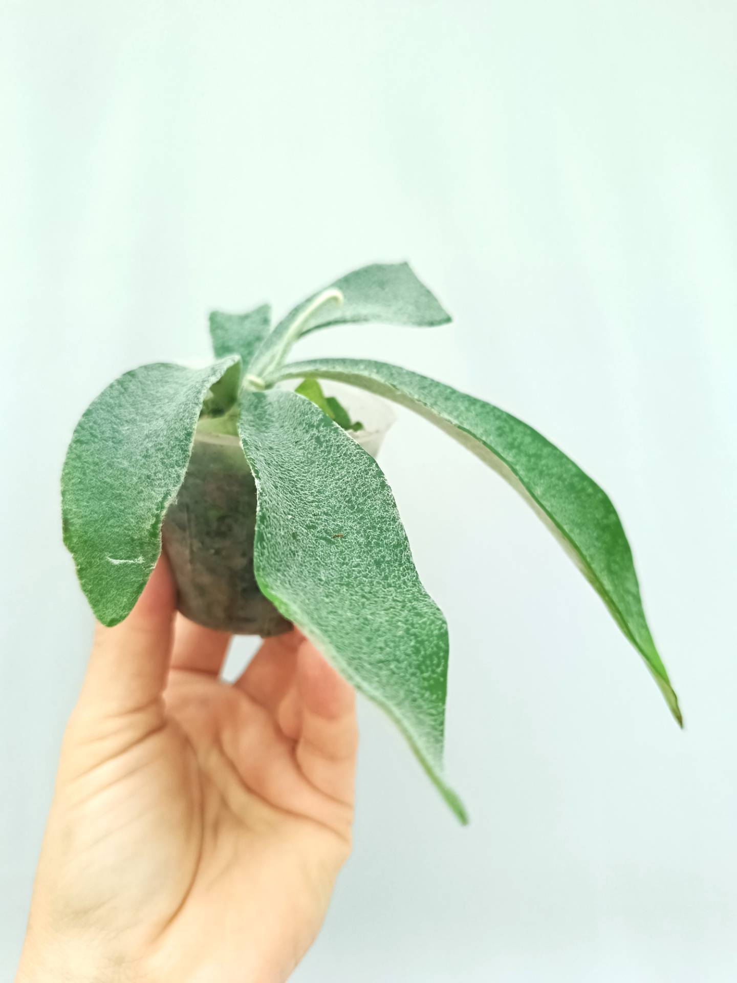 Platycerium Veitchii Auburn River