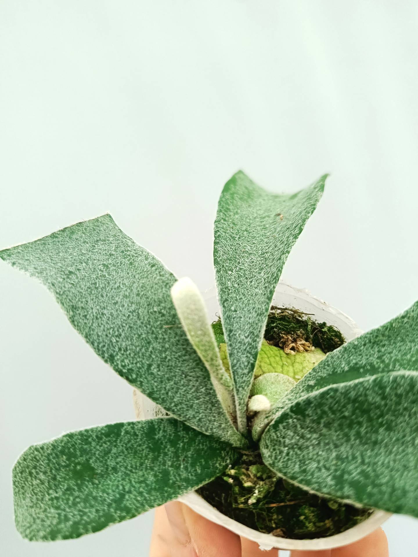 Platycerium Veitchii Auburn River